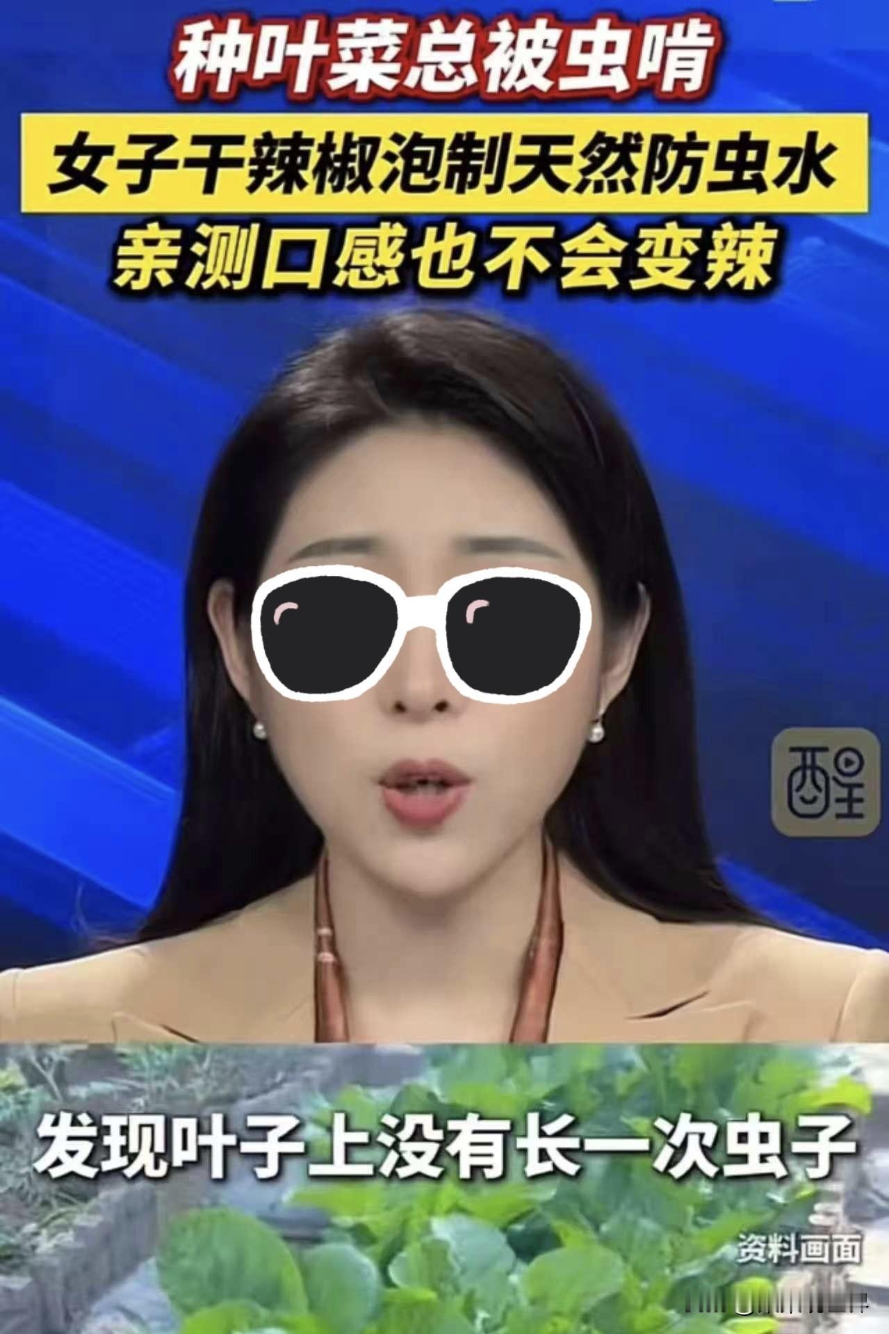 人怎么这么聪明！河北石家庄，一女子在家种青菜，结果大多被虫子吃的一干二净，女子疑