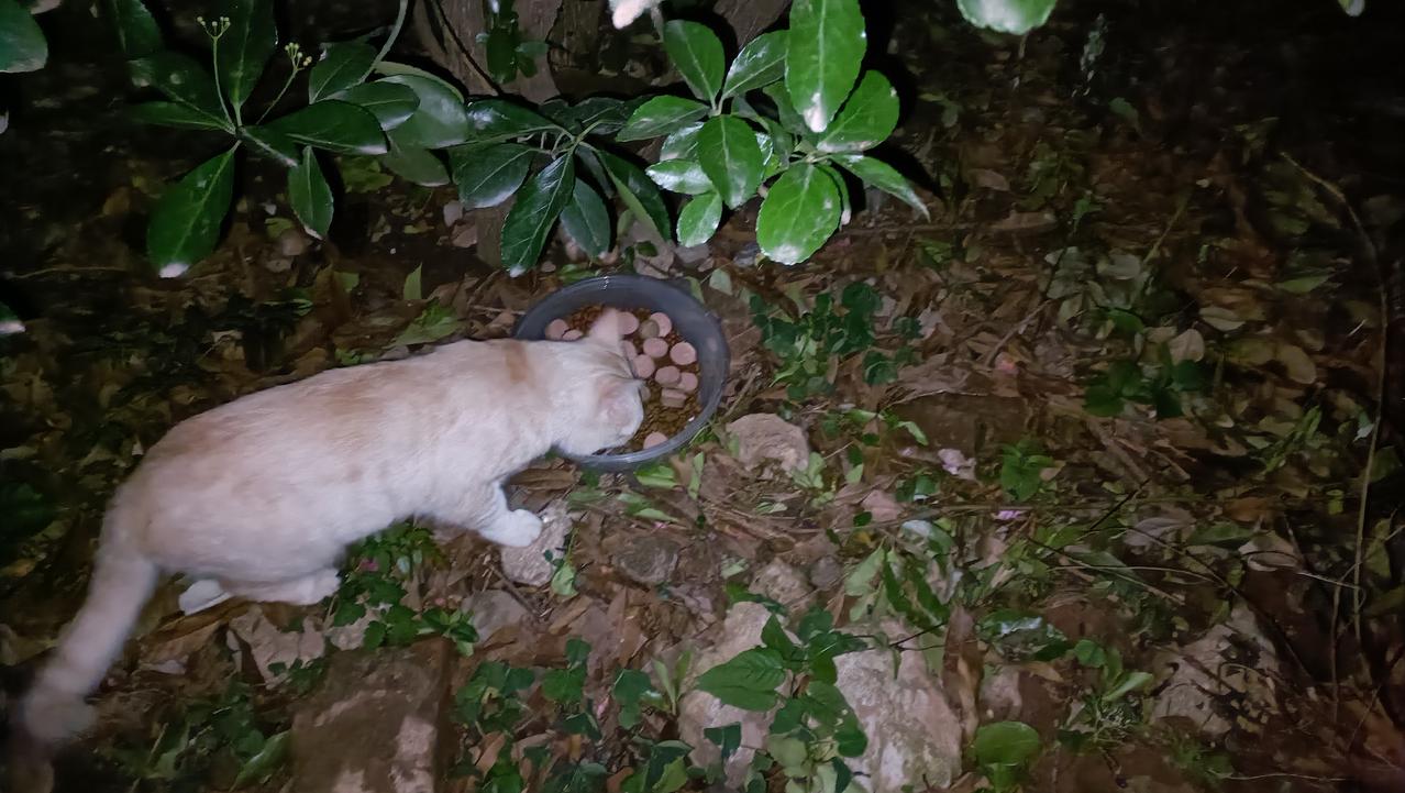 垃圾站流浪猫日常:看到它们准时守候在那里，心里格外踏实，我家散养的小猫也很喜欢来