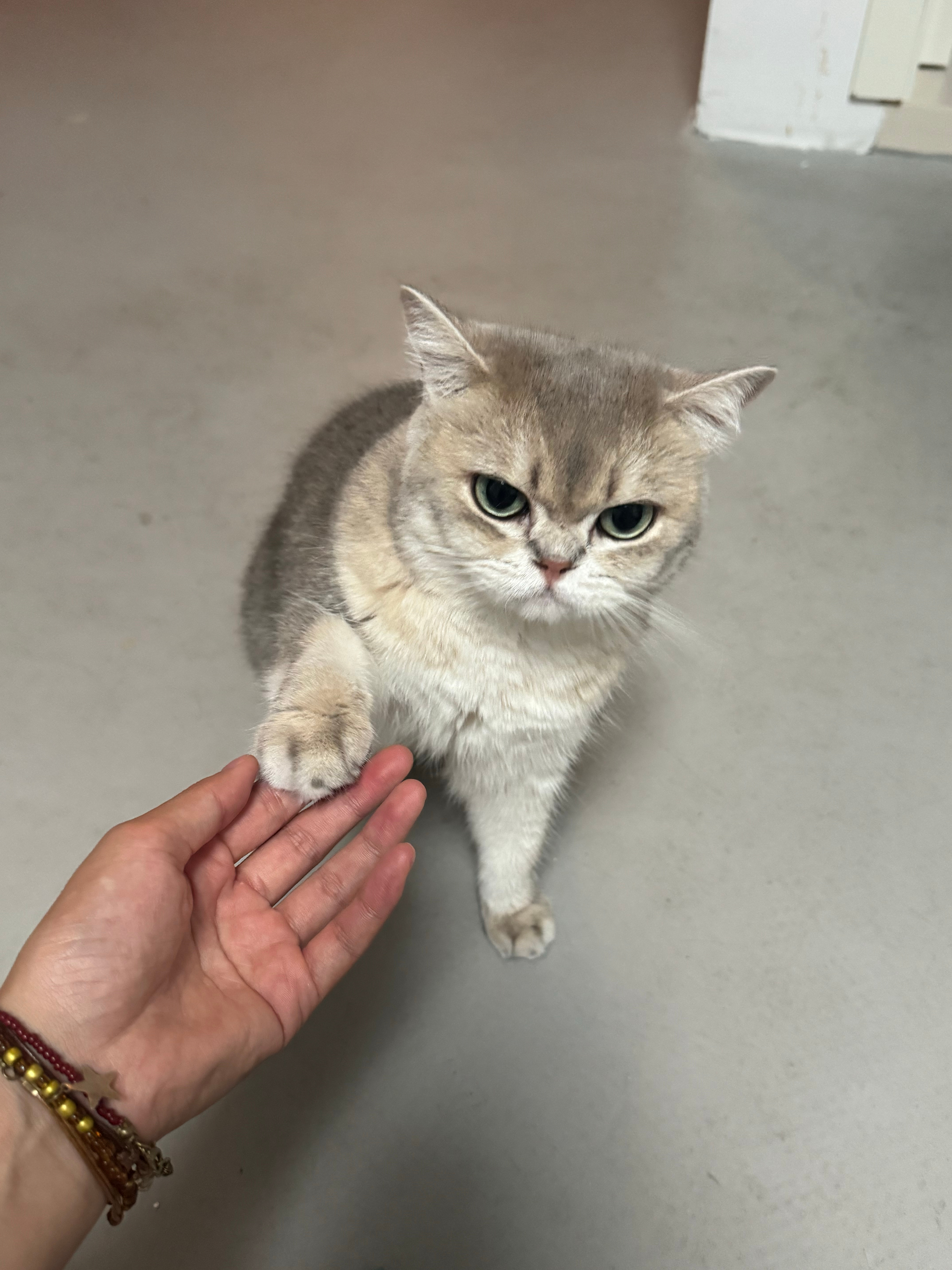出差到家，靠两只猫充电恢复能量💪 