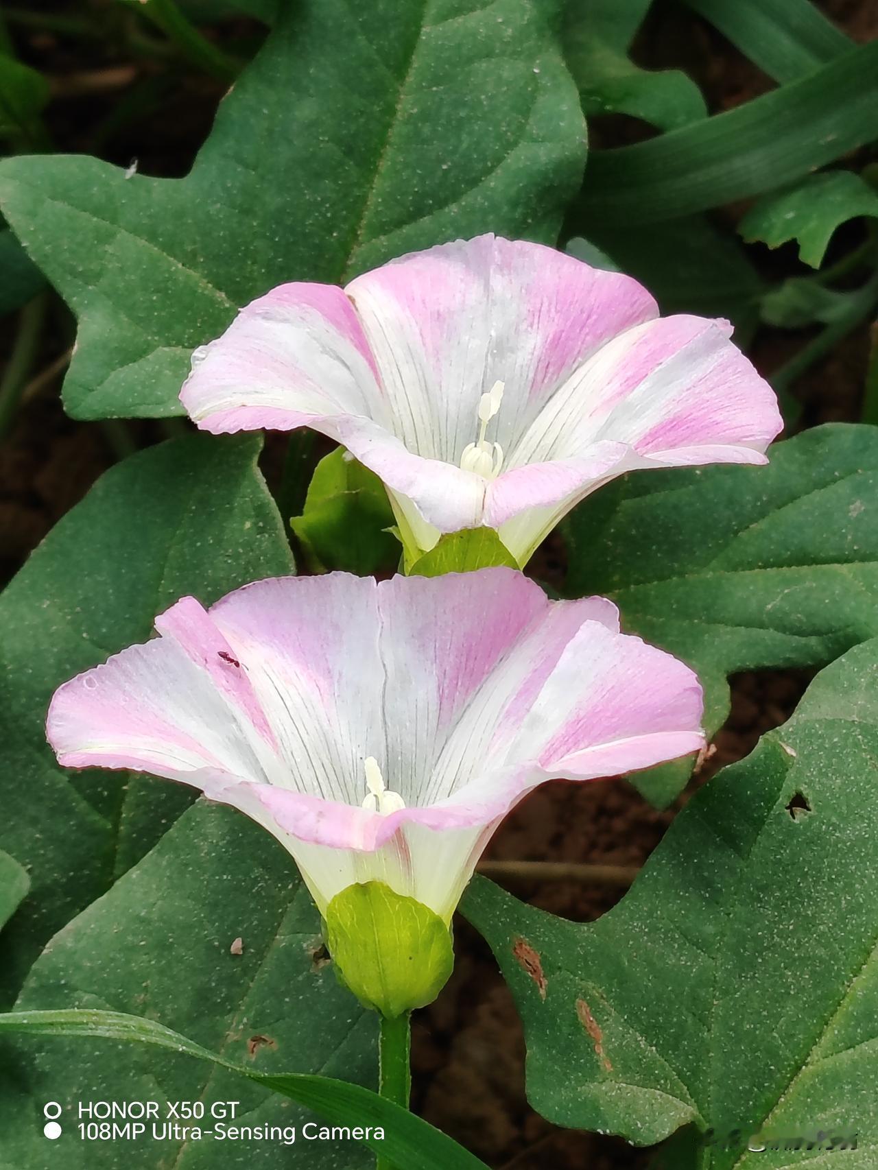 打碗花，是牵牛花的大哥大！
但打碗花长的和牵牛花特别像，常被人们认为是牵牛花！