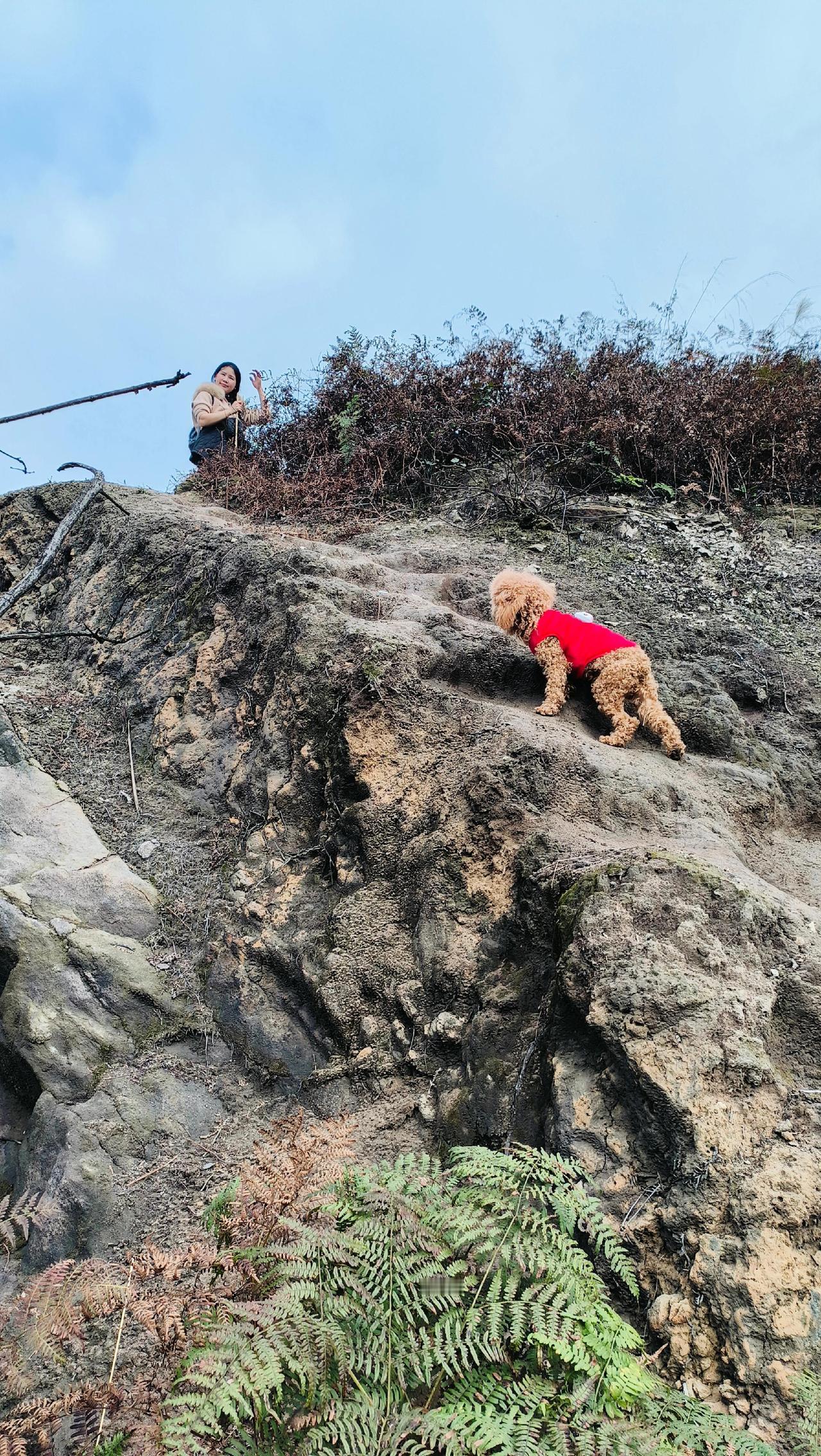 带着三个月大的泰迪踏上巴南磨盘山的山路，小家伙很快就露了怯。短小的腿扒拉着石阶，