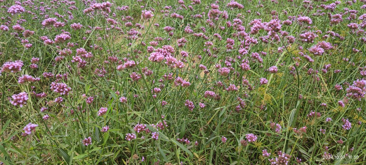 不知不觉间，天气开始暖和起来了，今天的温度是6-17度。