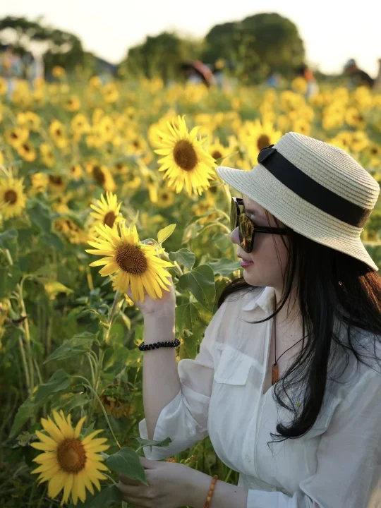 宁波实拍！向日葵🌻的夏天生命力溢出屏幕啦