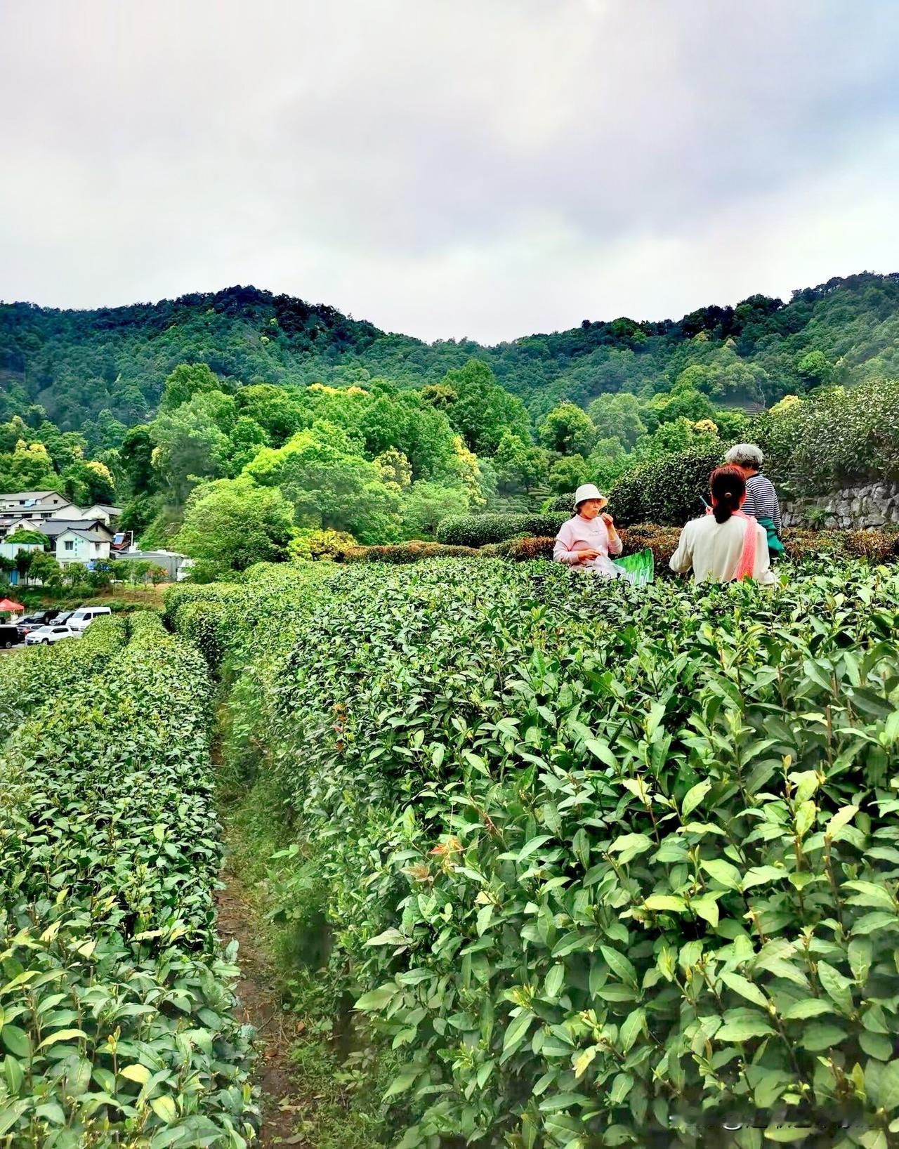 徒步杭州西湖老龙井景区，‌老龙井‌是杭州西湖龙井茶的核心产地之一，兼具自然景观、