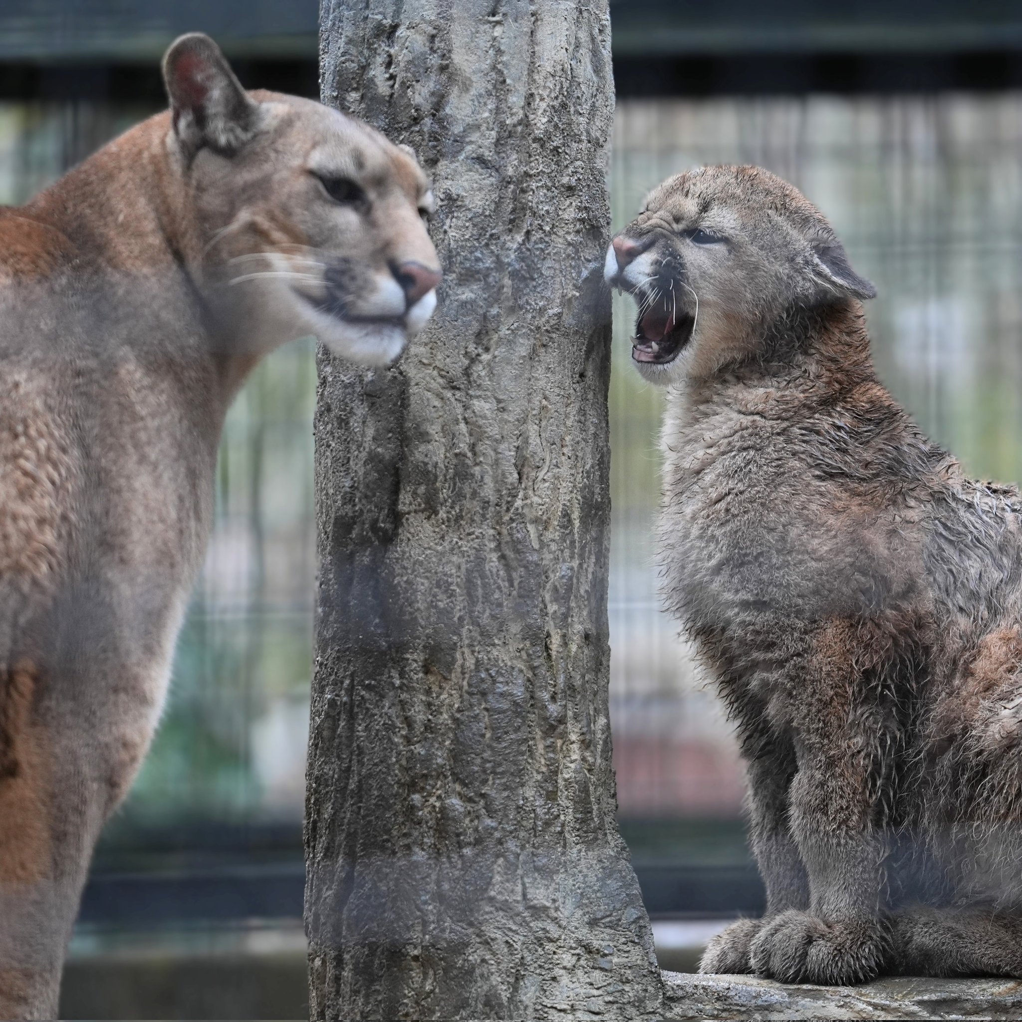美洲狮 宝宝跟妈妈发小脾气之后觉得不得劲，赶紧伸出了小爪子戳戳妈妈以示善意其实妈