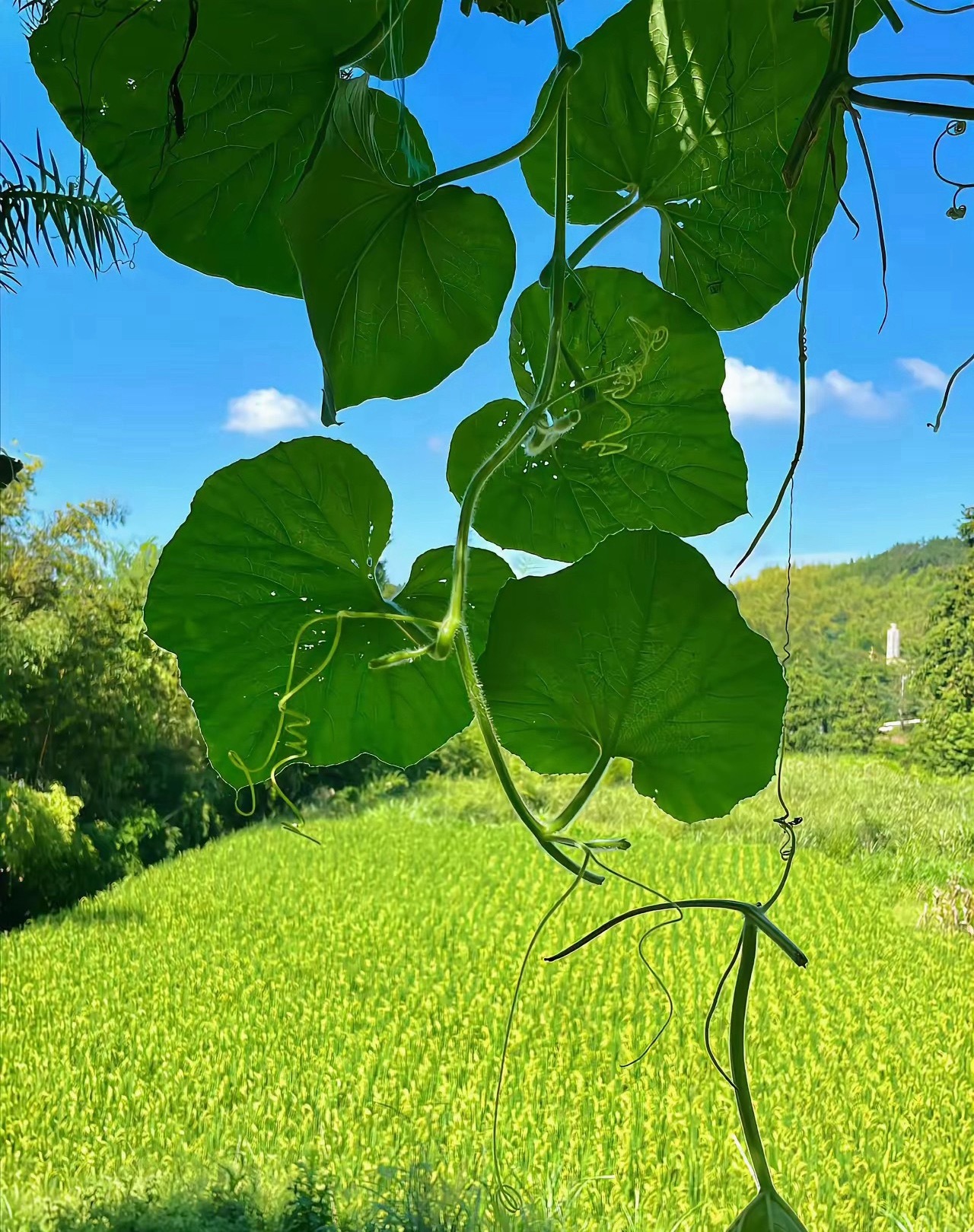 早上好！ 