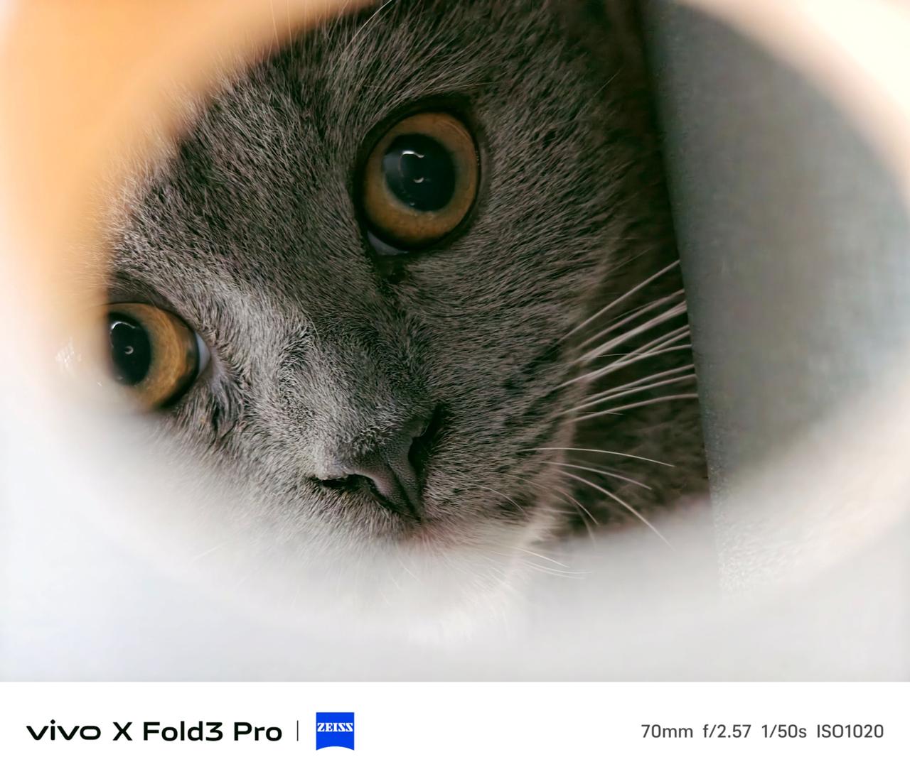 听说这个BGM能上热门，猫猫来了。