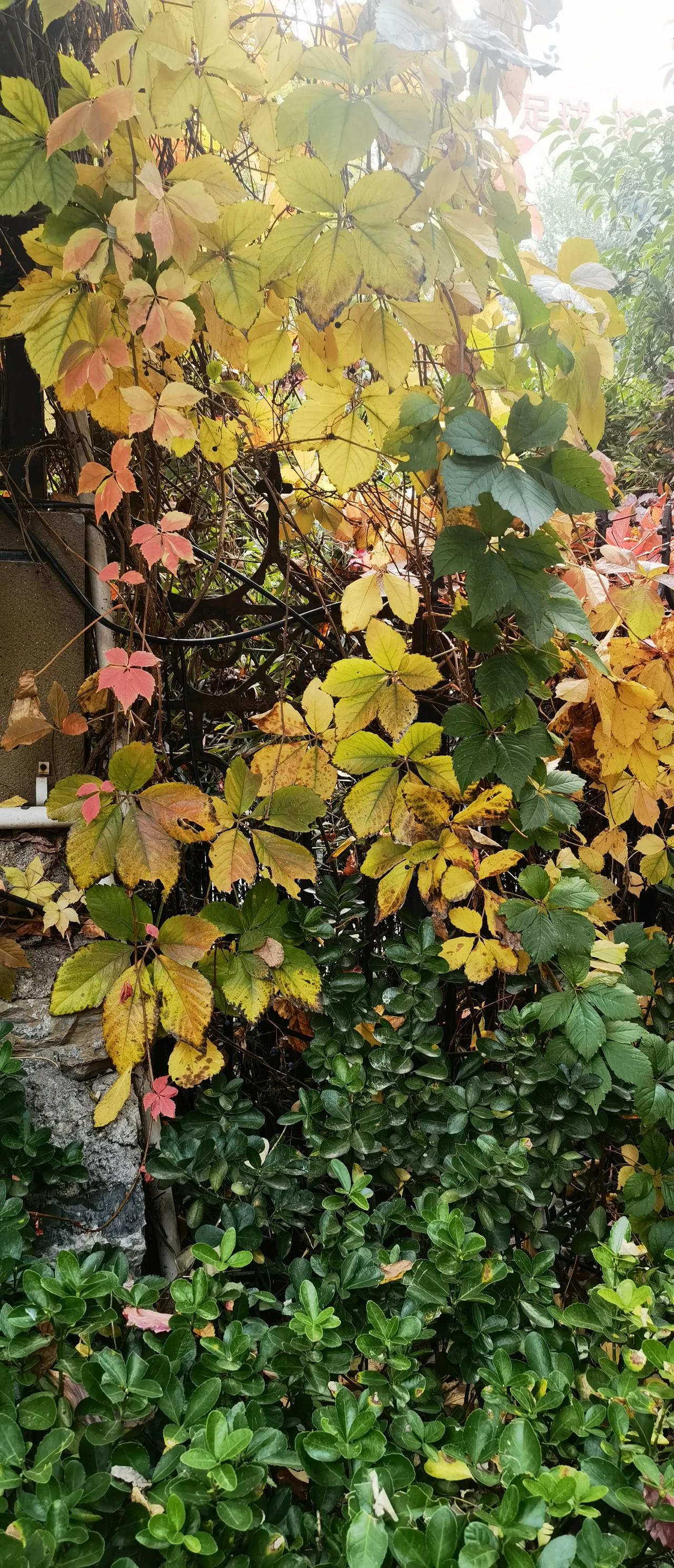 #公园美丽景随拍#