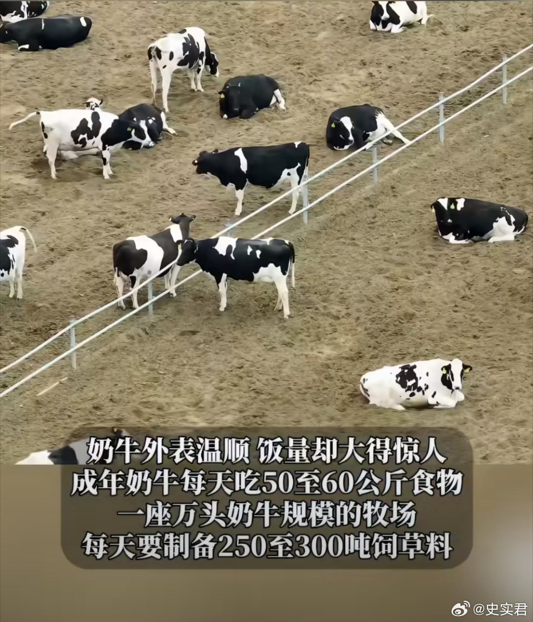如今云养奶牛成了年轻人的解压方式，看着牧场奶牛悠闲吃草格外治愈。这份惬意背后藏着