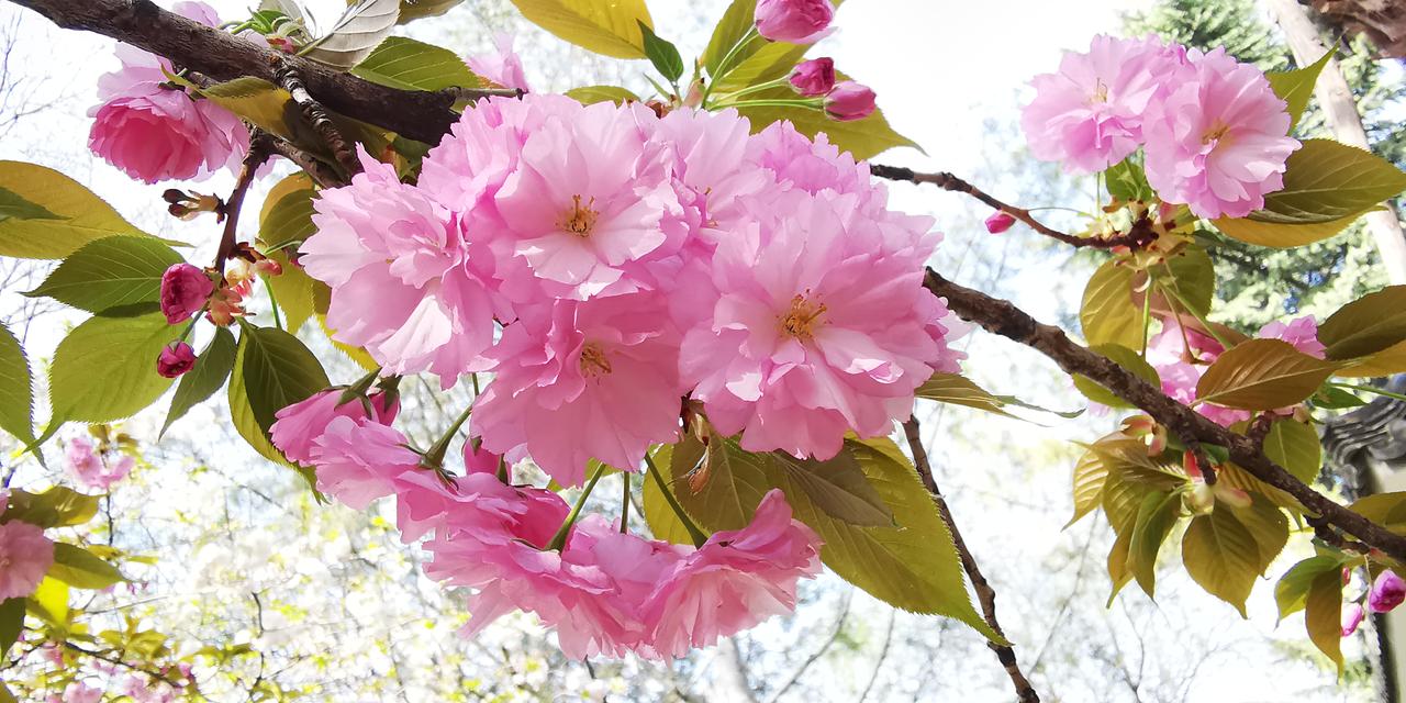 大自然的馈赠，
从花苞粲然绽放开始。
春天里，
多出去走走，
对得起自己，
也对