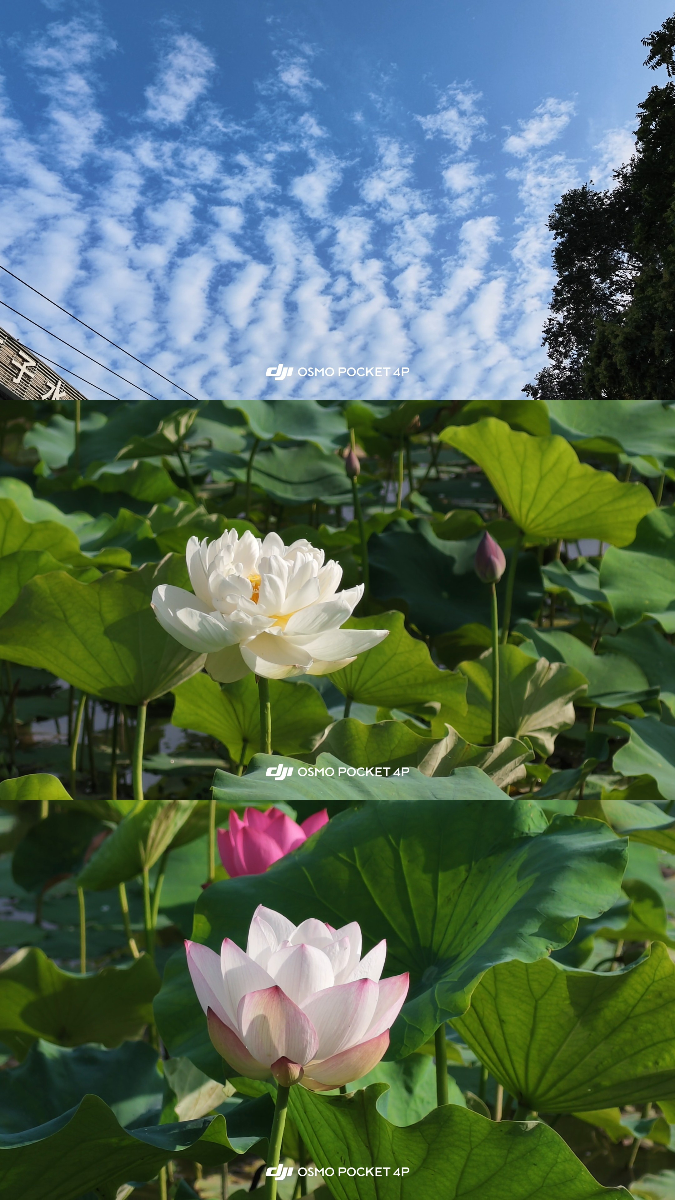 荷花 北京
