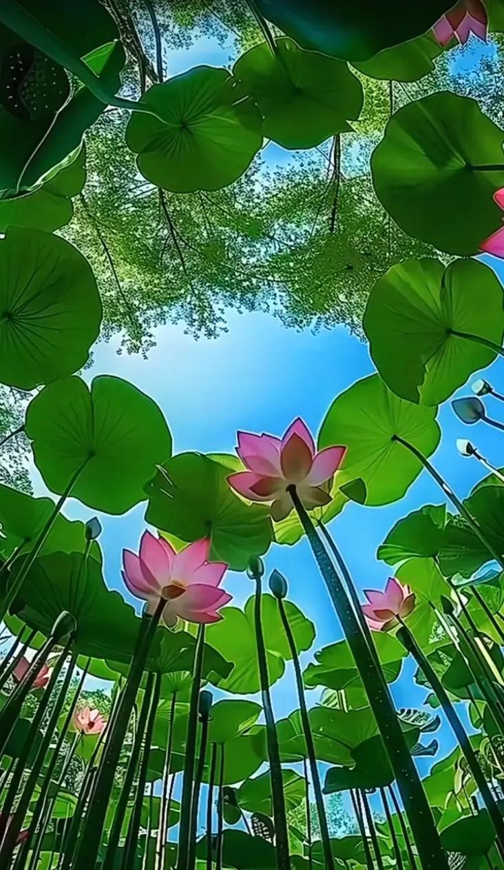 池塘荷花映碧空，清香袅袅绕芳丛。#满池荷花正娇艳# #荷香四溢景如画# #荷花含