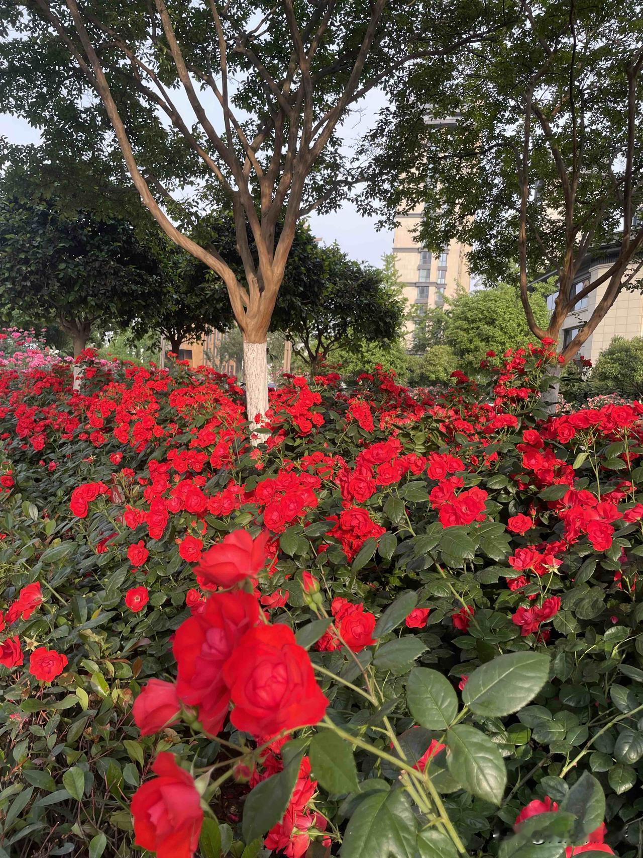 初夏五月，月季花开得灿烂，艳丽夺目，是不是很很养眼呢！