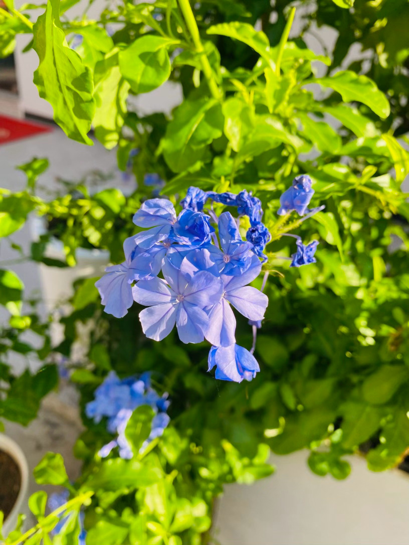 生活手记记录真实生活摄影摄影摄影 那抹蓝，是夏风写给人间的诗总觉得夏天的颜色，是