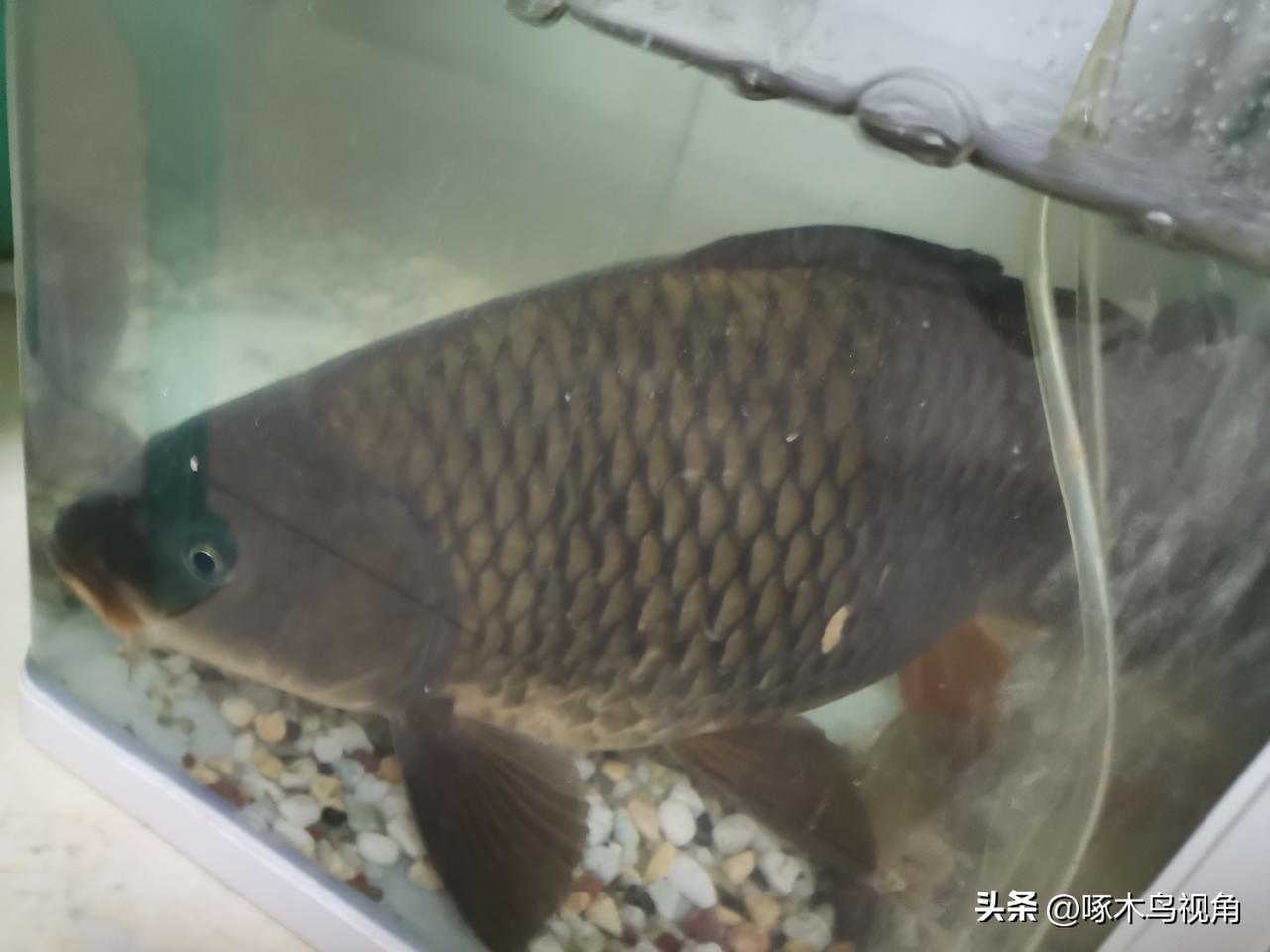 什么时候开始的，钓鱼的这么卑微了？
今天去河里钓鱼了，河边走了一段，钓大鱼的颗粒