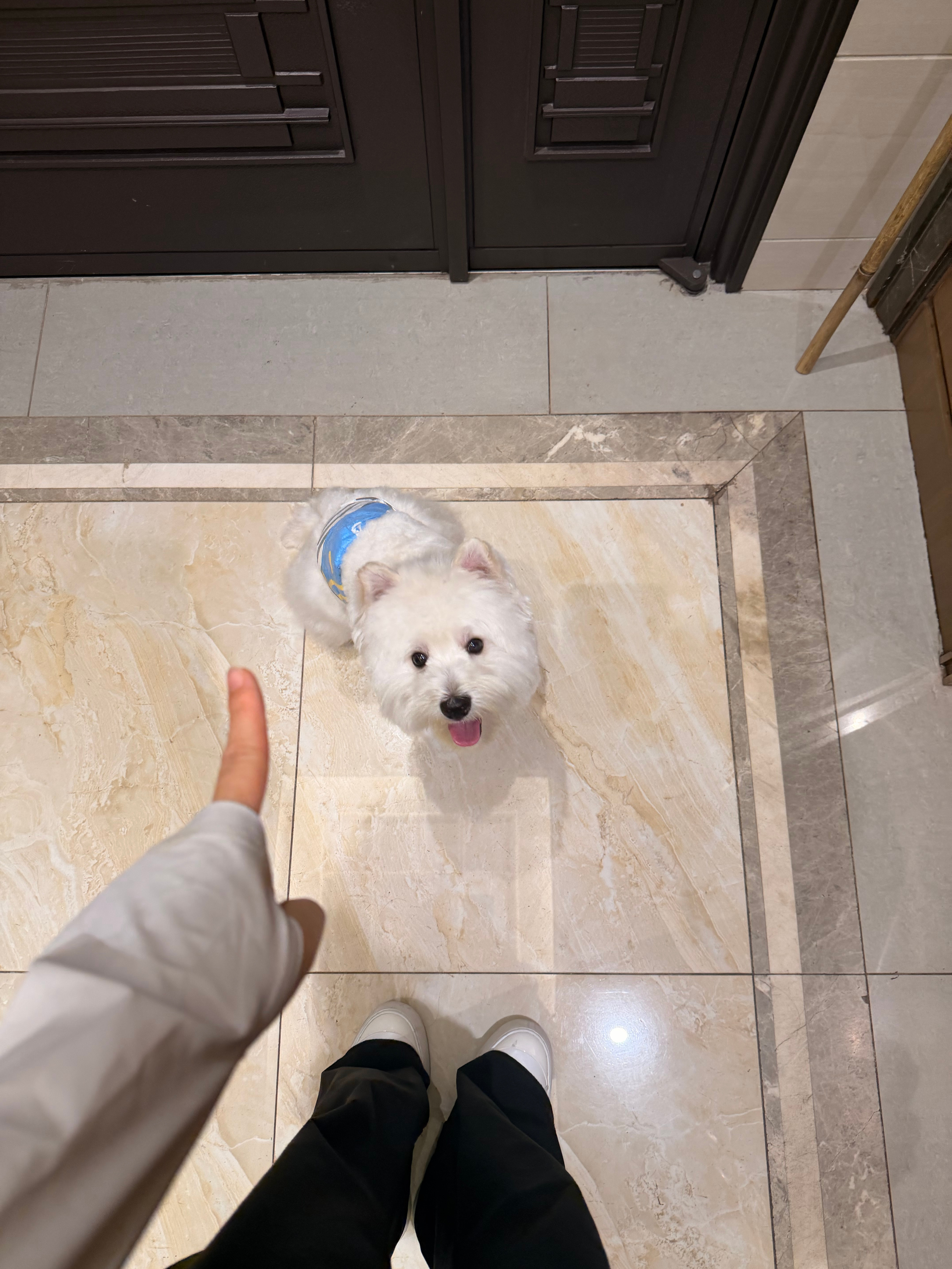 听话的好狗狗🐶
