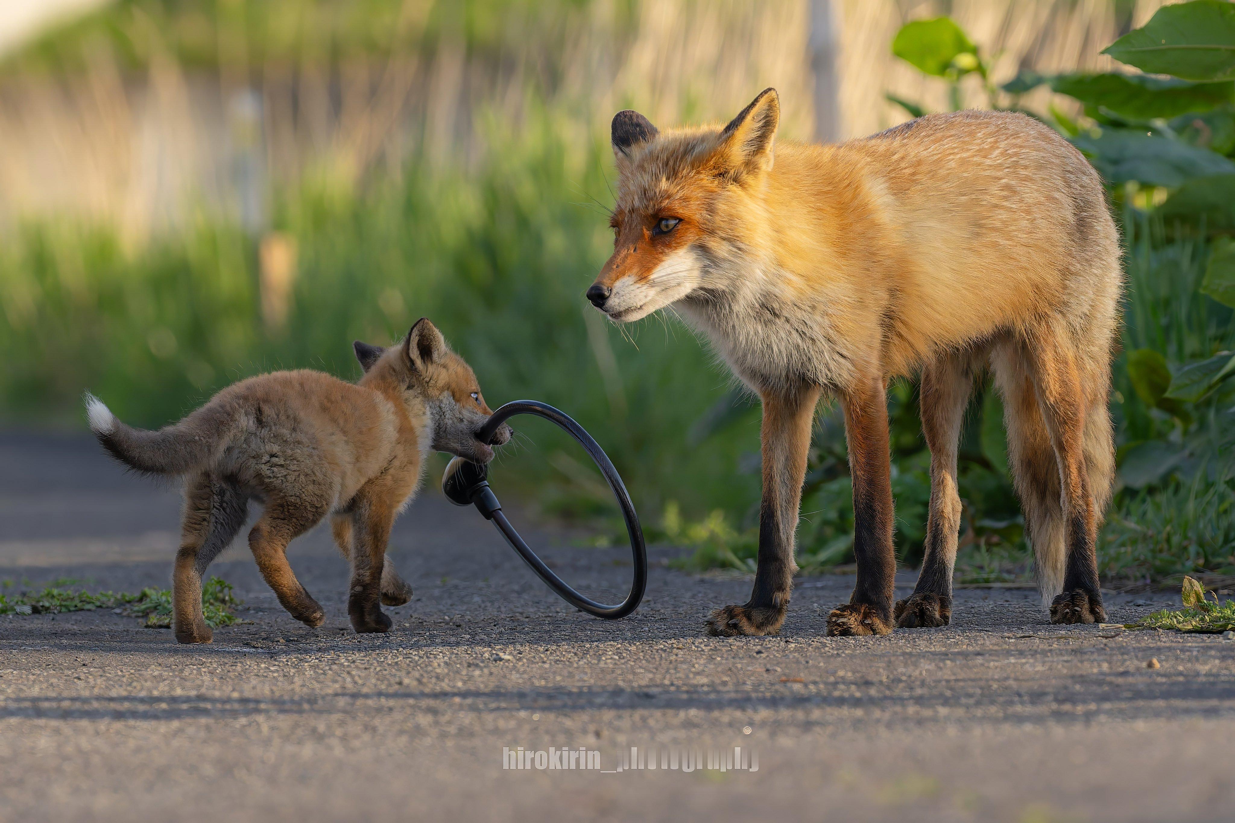 狐狸 捡了个好玩的东西第一时间送给妈妈©️hirokirin_photo 