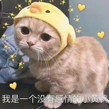 狗贵爱说娱乐