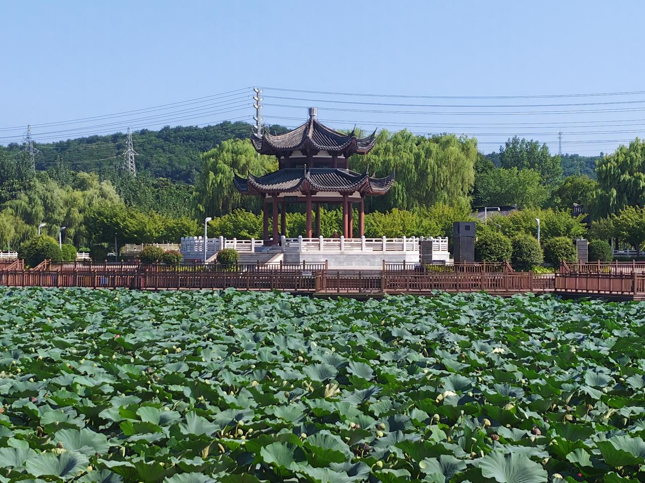 山水风景随手拍 山水风景随手拍渑池涧河公园的荷塘里，莲叶层层叠叠，荷香悠悠飘荡，