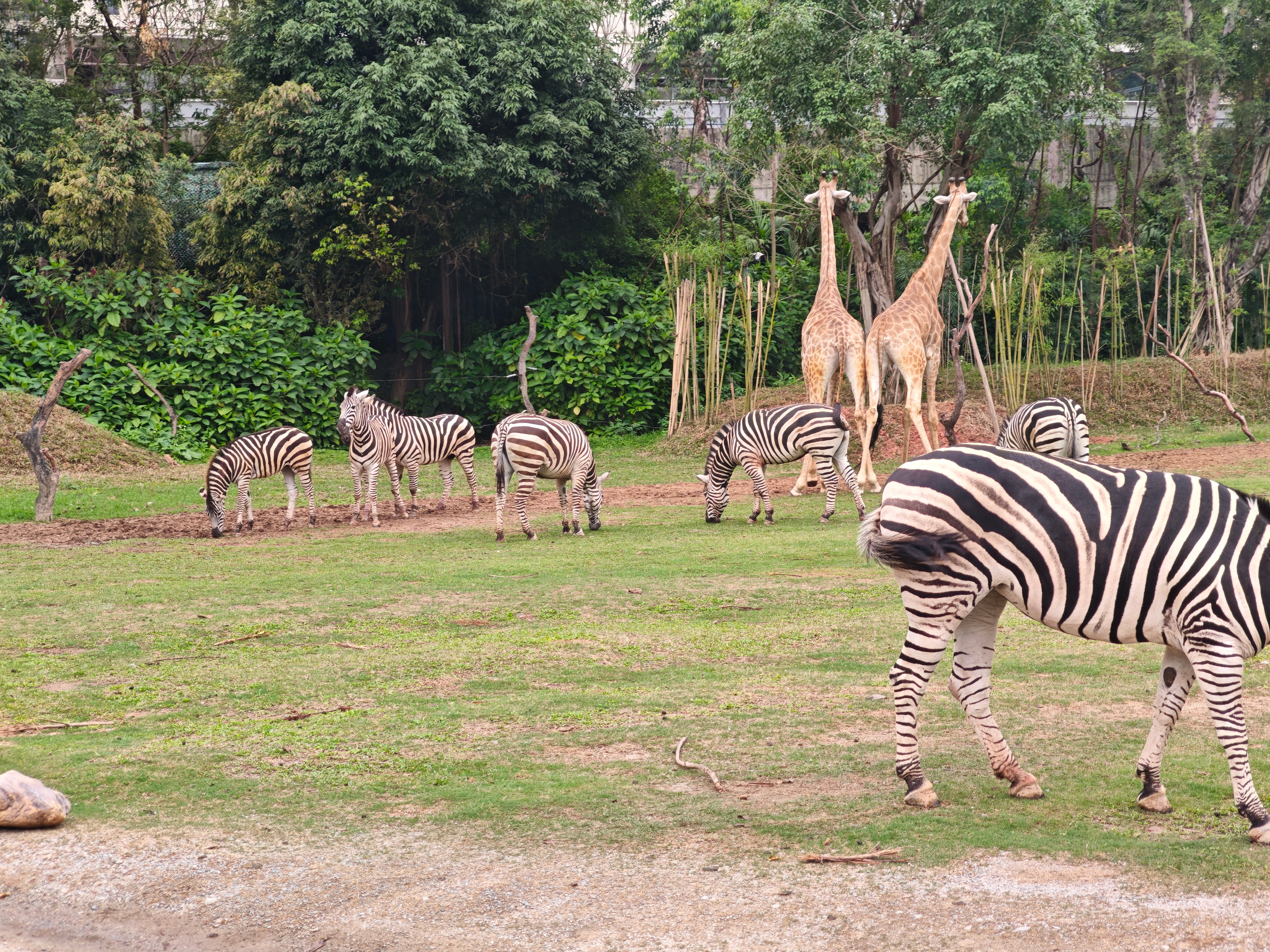 好多你的兄弟文班亚马 莫兰特隔扣文班亚马 文班亚马首秀13投2中 文班亚马9分 