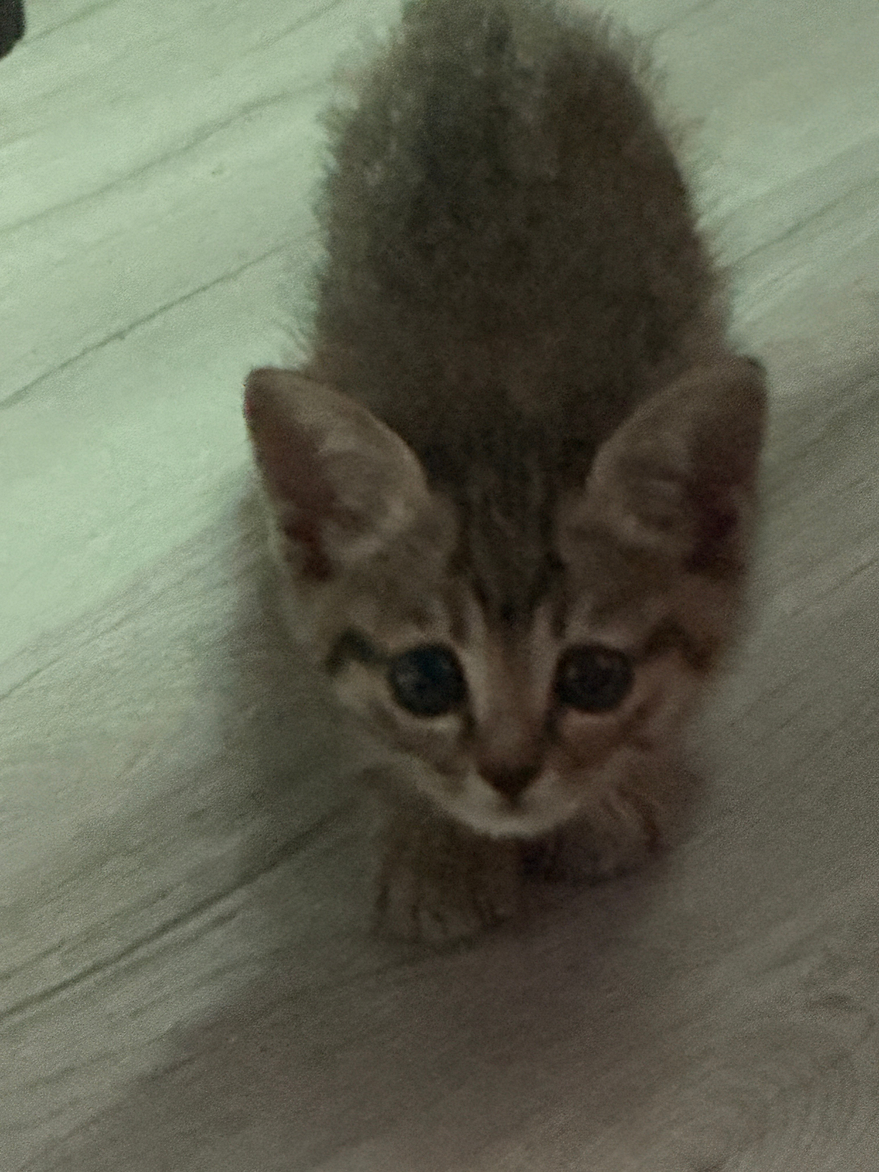 😿 