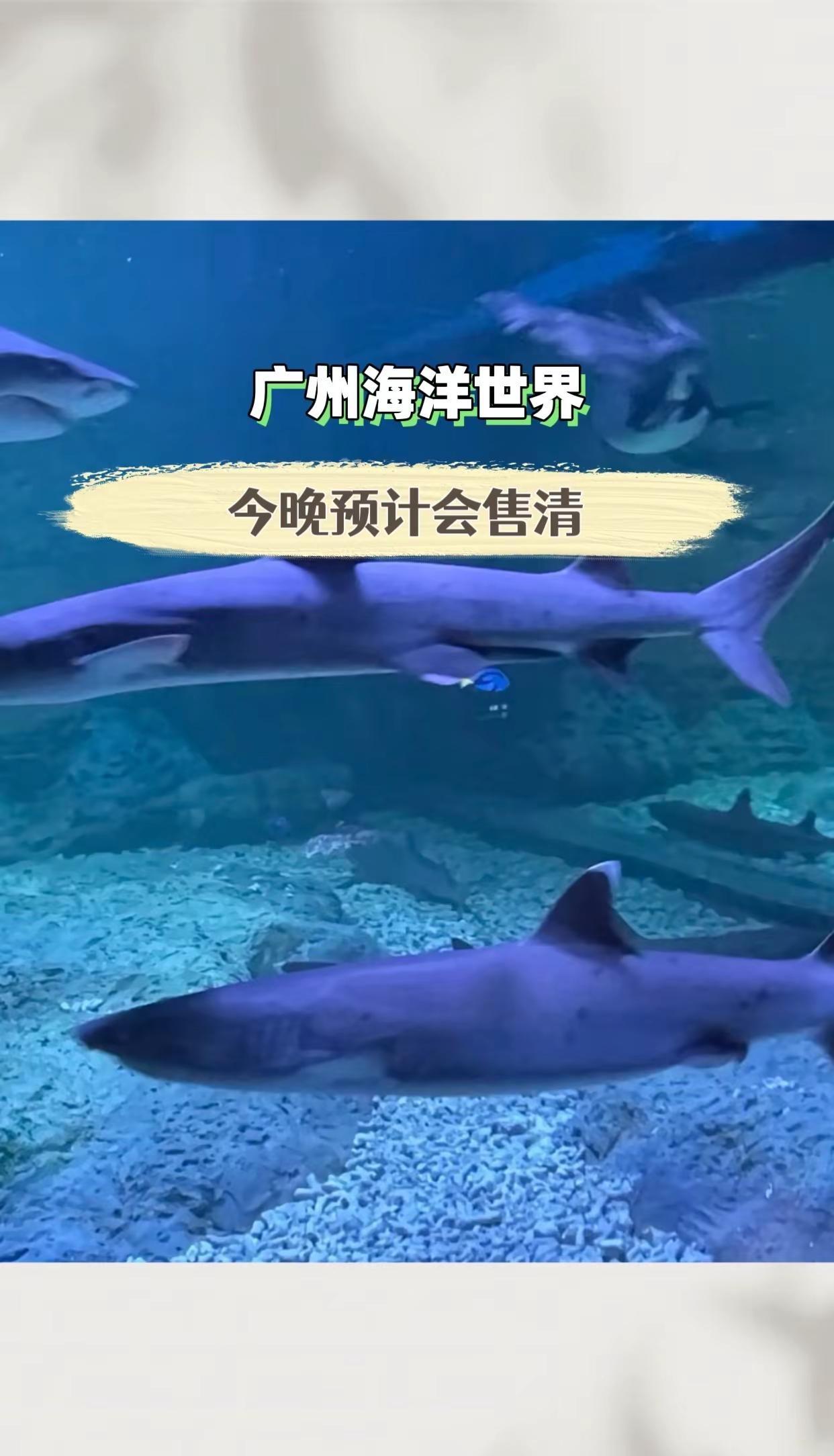 广州海洋世界 海洋馆打卡 海洋馆一日游 假期游玩好去处 快乐就这么简单