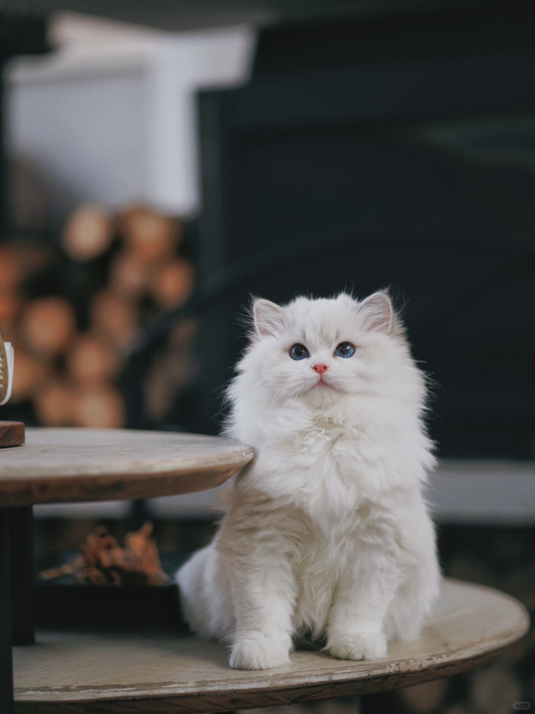 KERR布偶猫｜这个女孩子的头版真好呀🥺