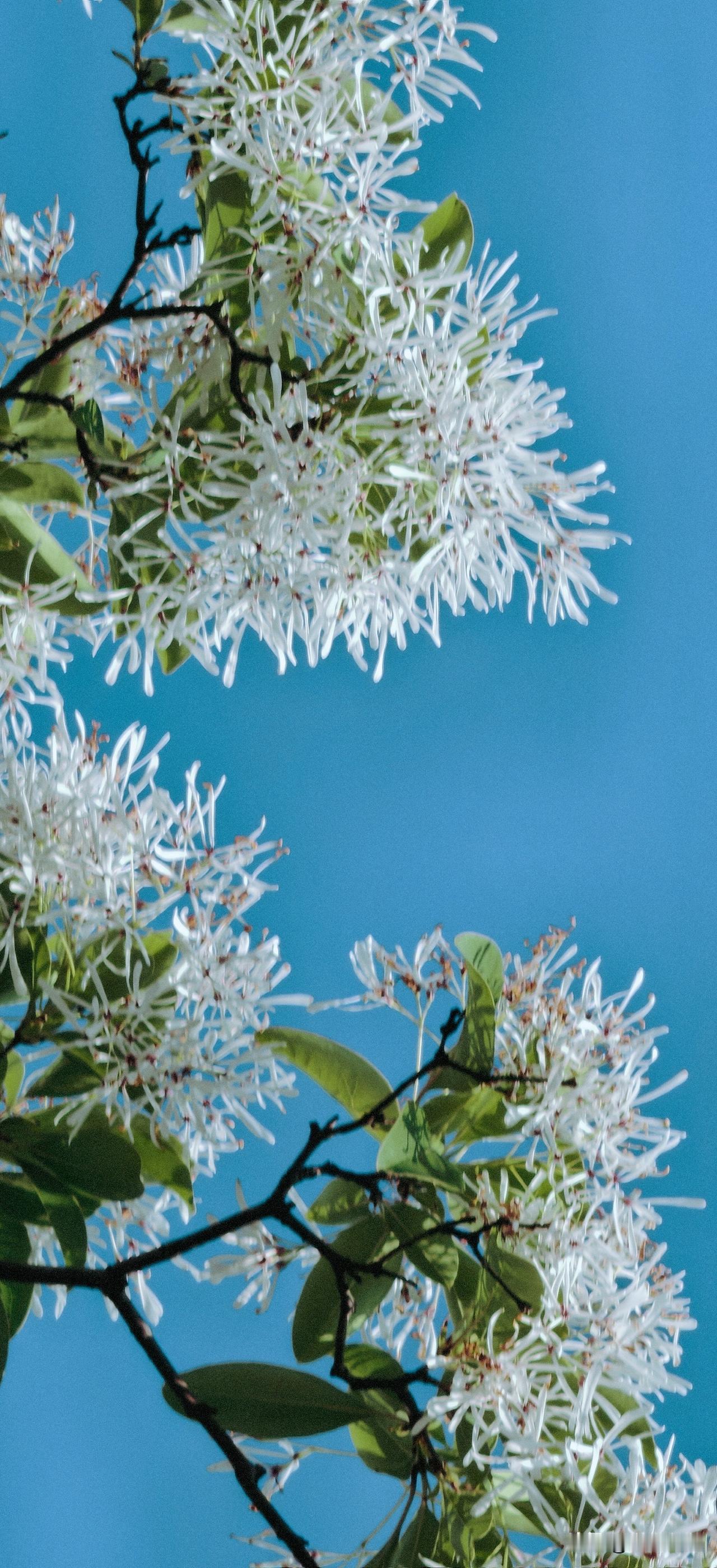 流苏花开，如雪覆枝，素雅轻盈。微风过处，细碎白花摇曳生姿，清香暗送。