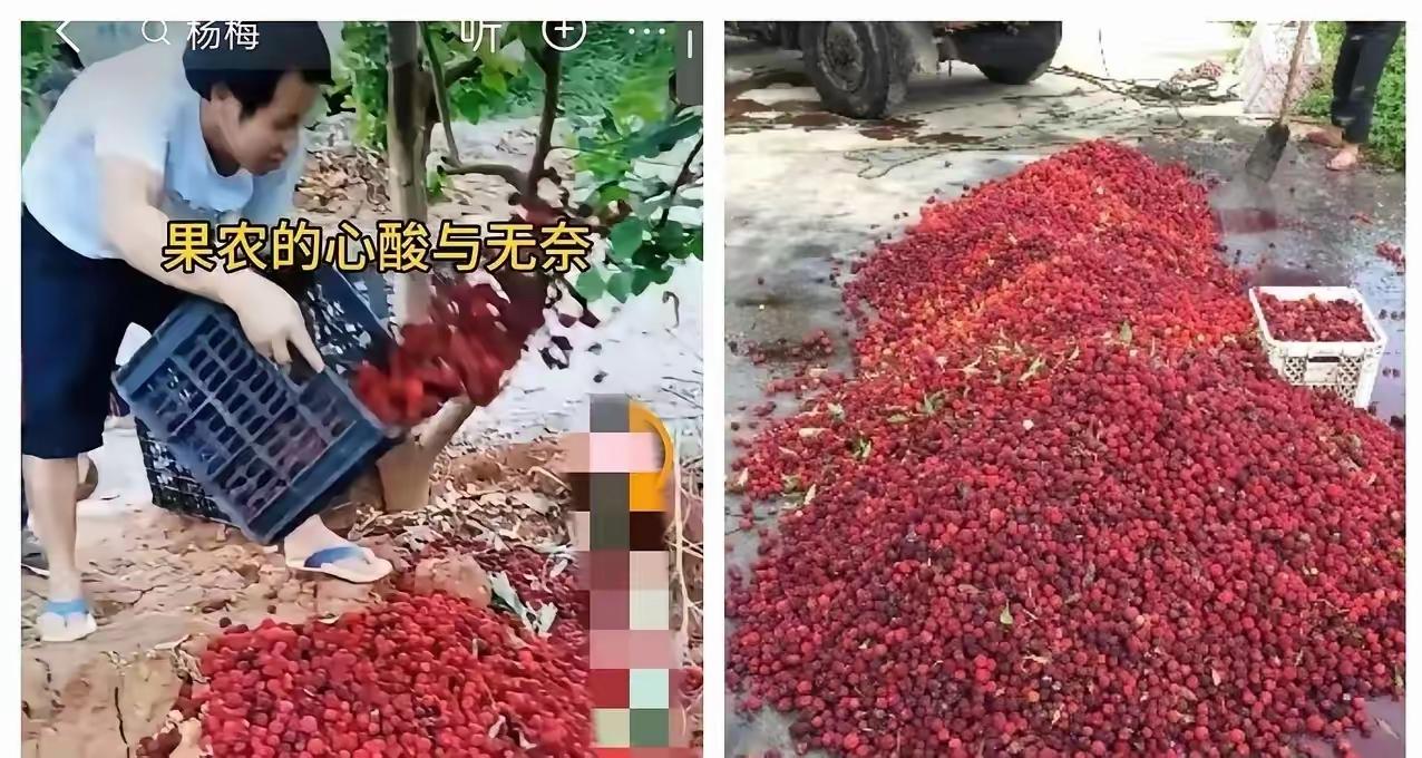5月17日，福建漳州“药水杨梅”事件持续发酵，市场已出现严重反噬：经销商滞销、外