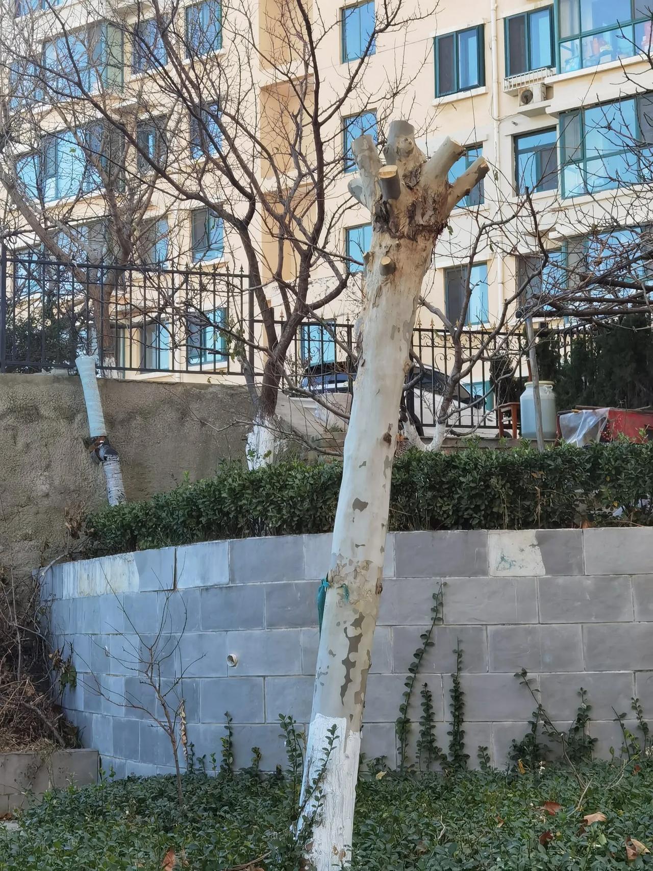 小区不少树的树冠被锯掉了，只剩下树干在寒风中瑟瑟发抖。
据说是为了减少树木的水分