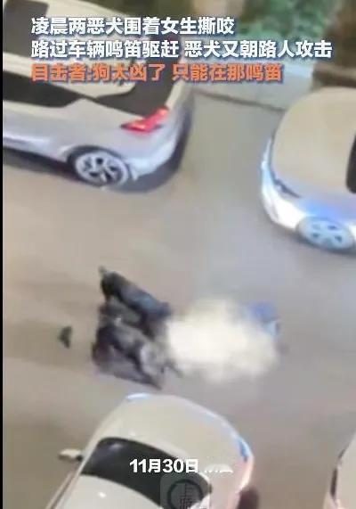 凌晨四点的惊悚一幕：狠狗，女孩、陌生人，得救了！
你相信吗？凌晨四点的城市街头，