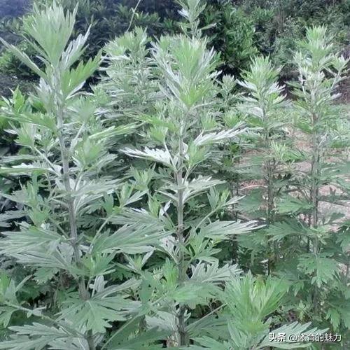 大家记得小时候有一种草—艾蒿，城里人可能不怎么熟悉，有的人可能都没见过，这东西是