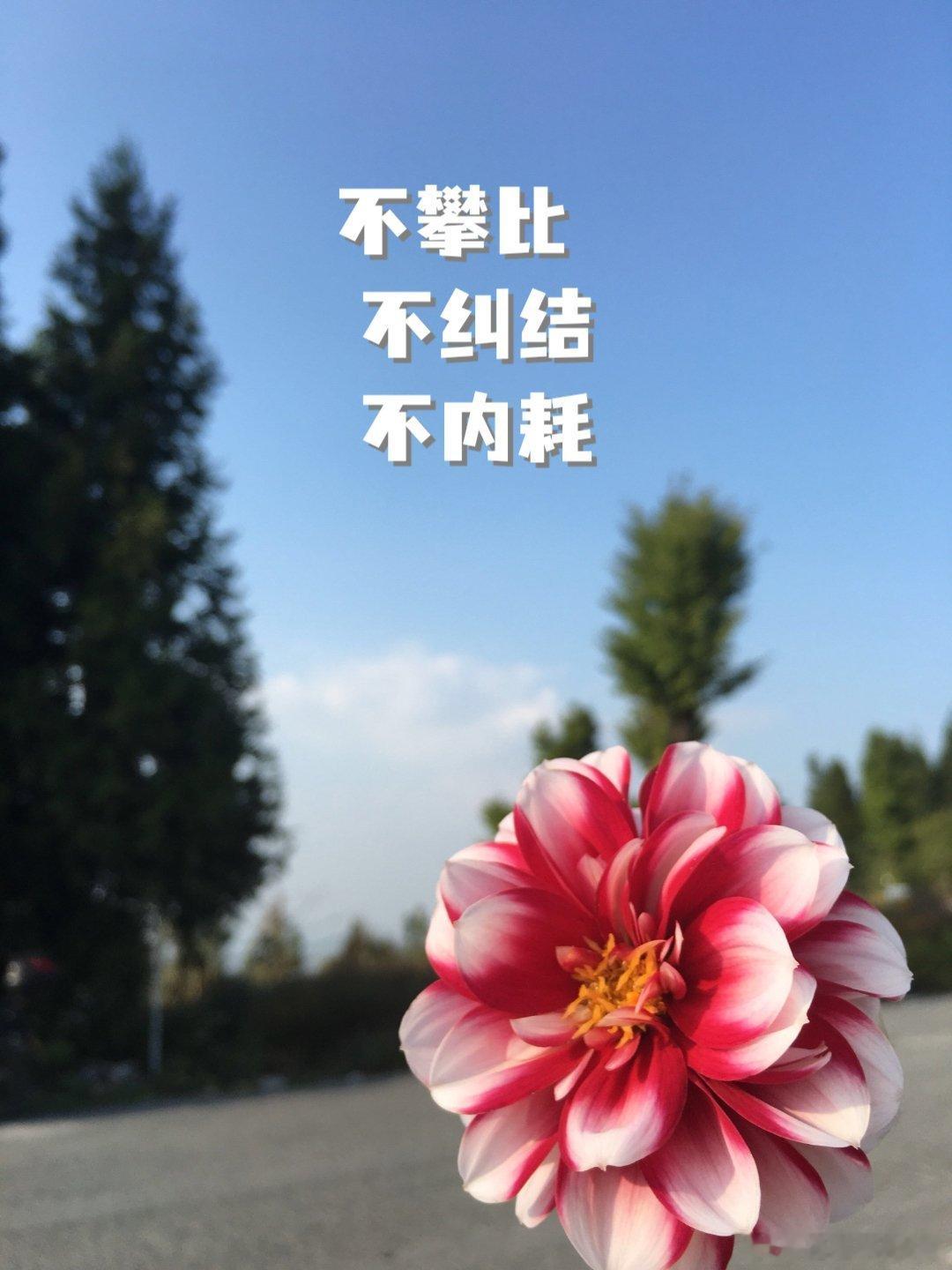 花自向阳开，人终往前走不要执着没有意义的人和事幸福三秘诀：不攀比，不纠结，不内耗