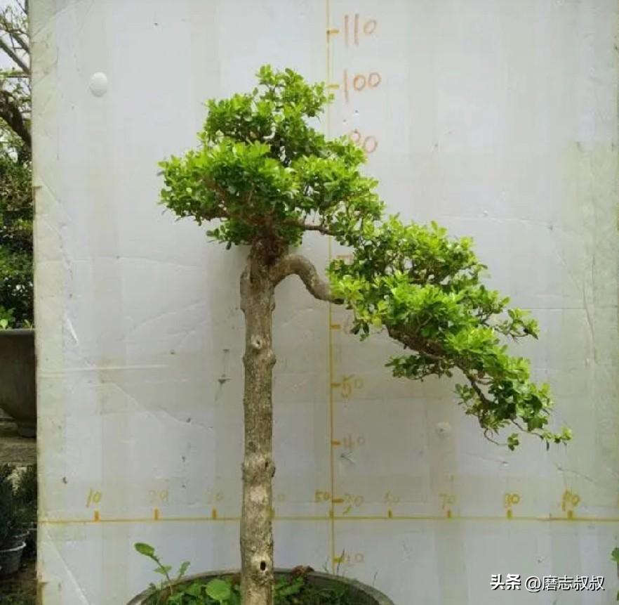 听了胖东来的话，我决定不再内耗了，虽然才45岁，决定躺平了。
胖东来说：100多