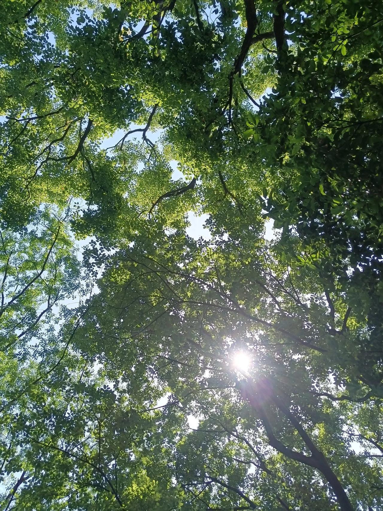 分享手机随手拍的花