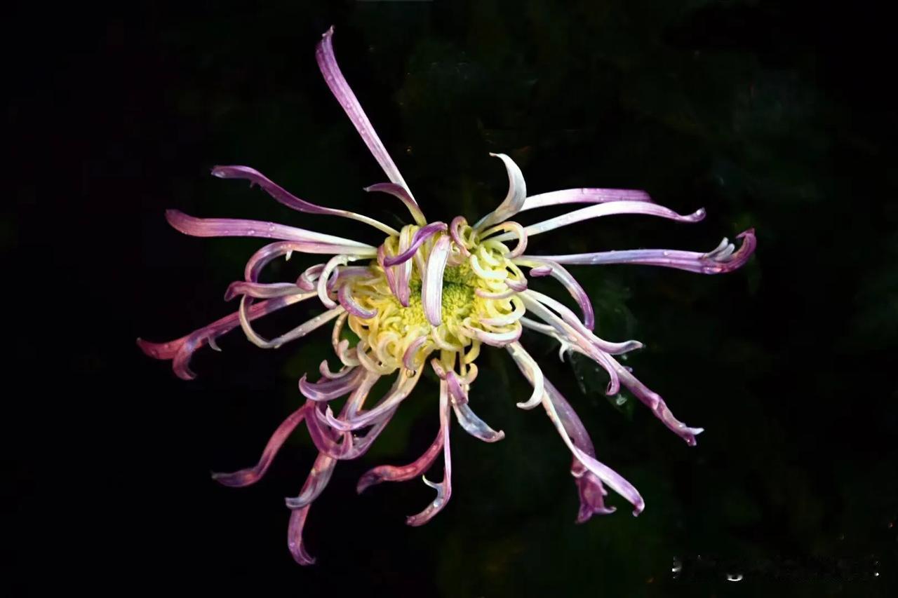 #赏秋菊！# #艳丽秋菊随手拍# 
色彩多姿的菊花被世人寓意为隐士，以耐得住风霜