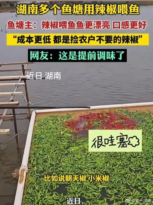 鱼塘主坚持2年用辣椒喂鱼！近日，湖南长沙一男子坚持2年用辣椒喂鱼，每月约喂10吨
