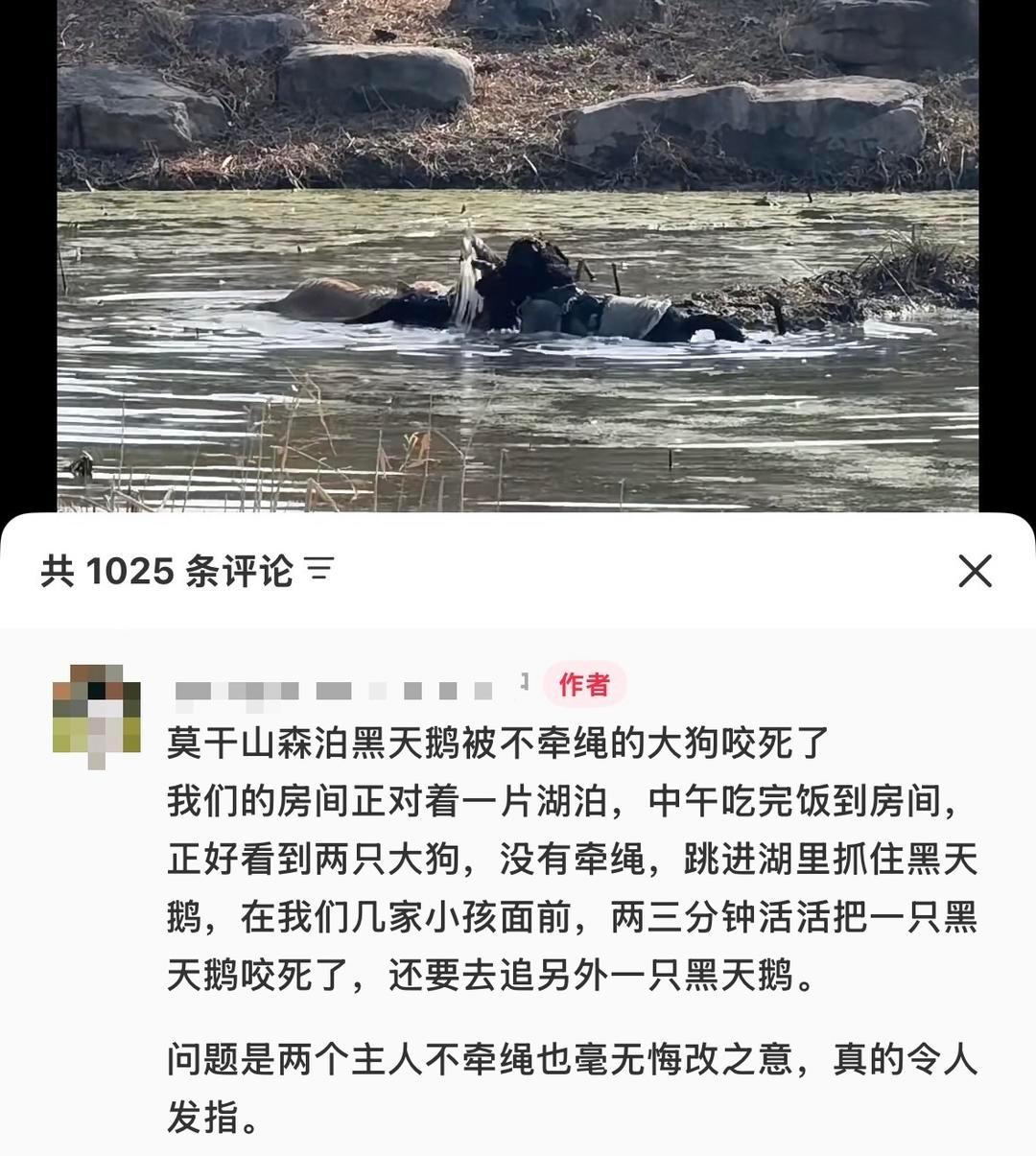 【#莫干山一酒店黑天鹅被大狗撕咬#】#警方回应一酒店黑天鹅被大狗撕咬# 近日，有