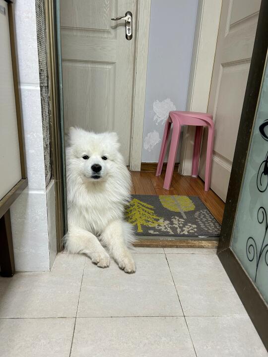 守厕所门的狗