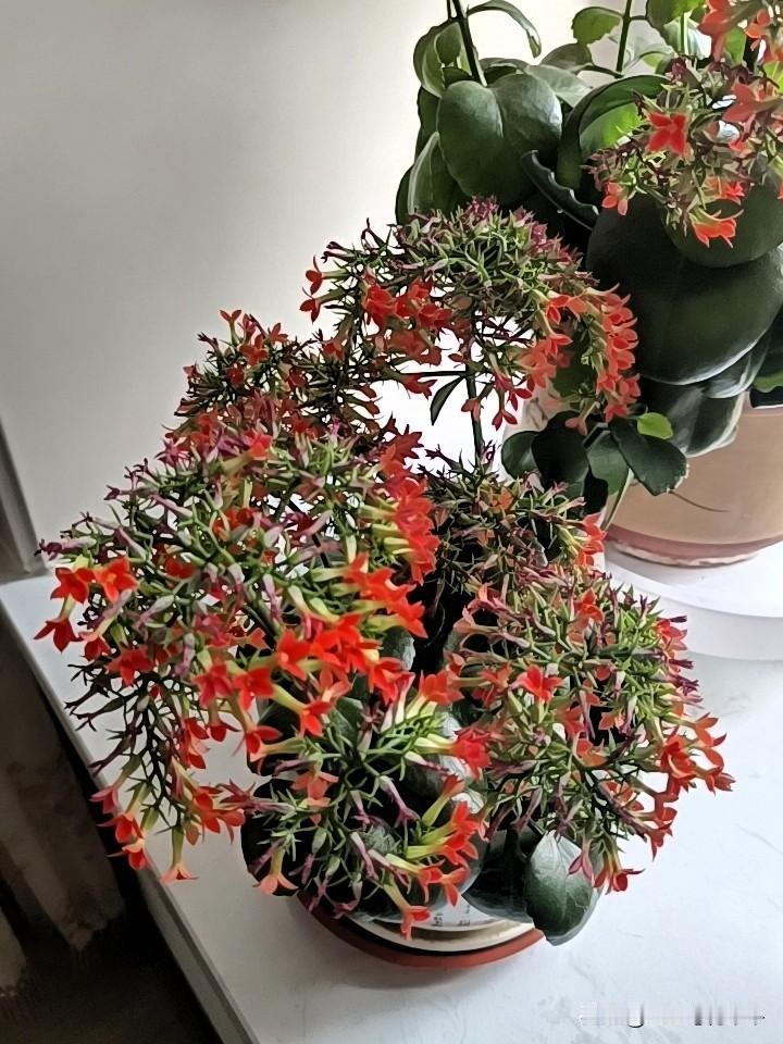 开了一个冬天的长寿花，现在开花接近尾声。真的感谢它给我带来视觉上的享受，也给了我