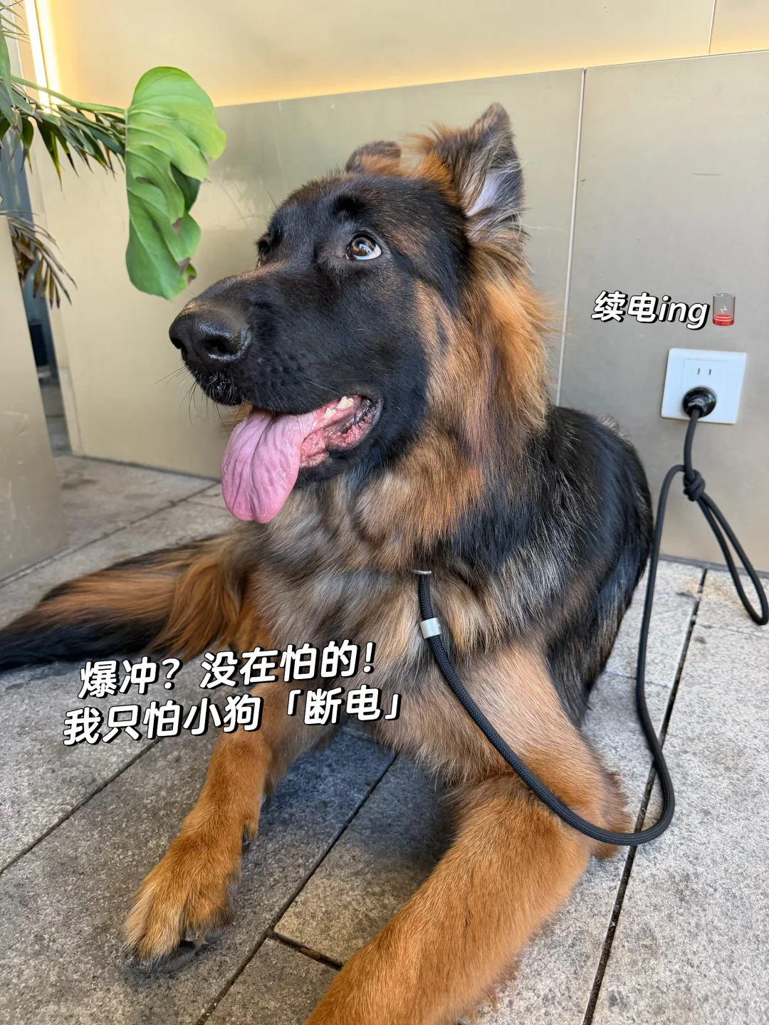 给小狗「续电」🔋的快乐时光✨