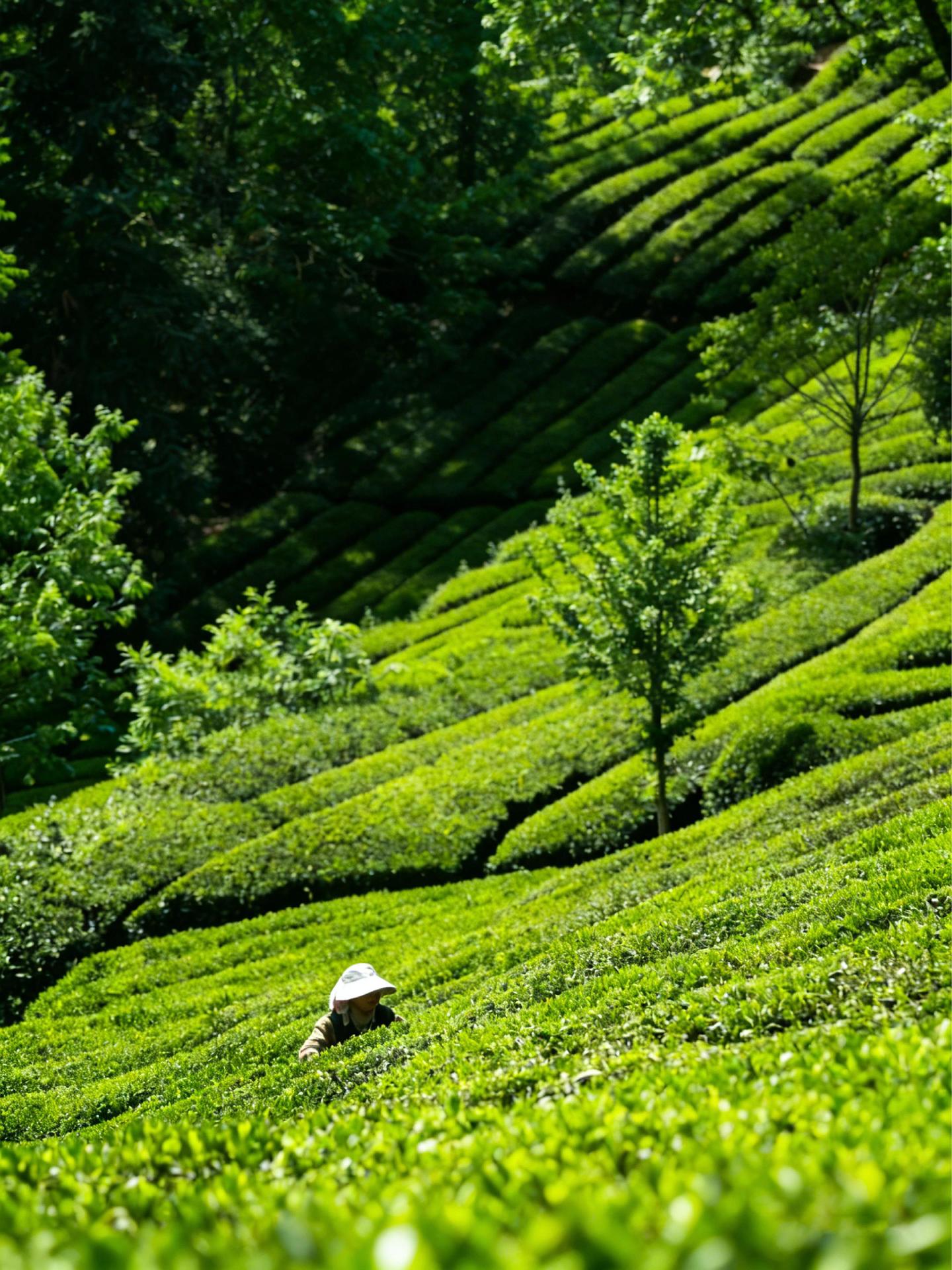 周末假期2日，西安周边采茶+安康瀛湖攻略。👭姐妹们，明天就是清明假期...
