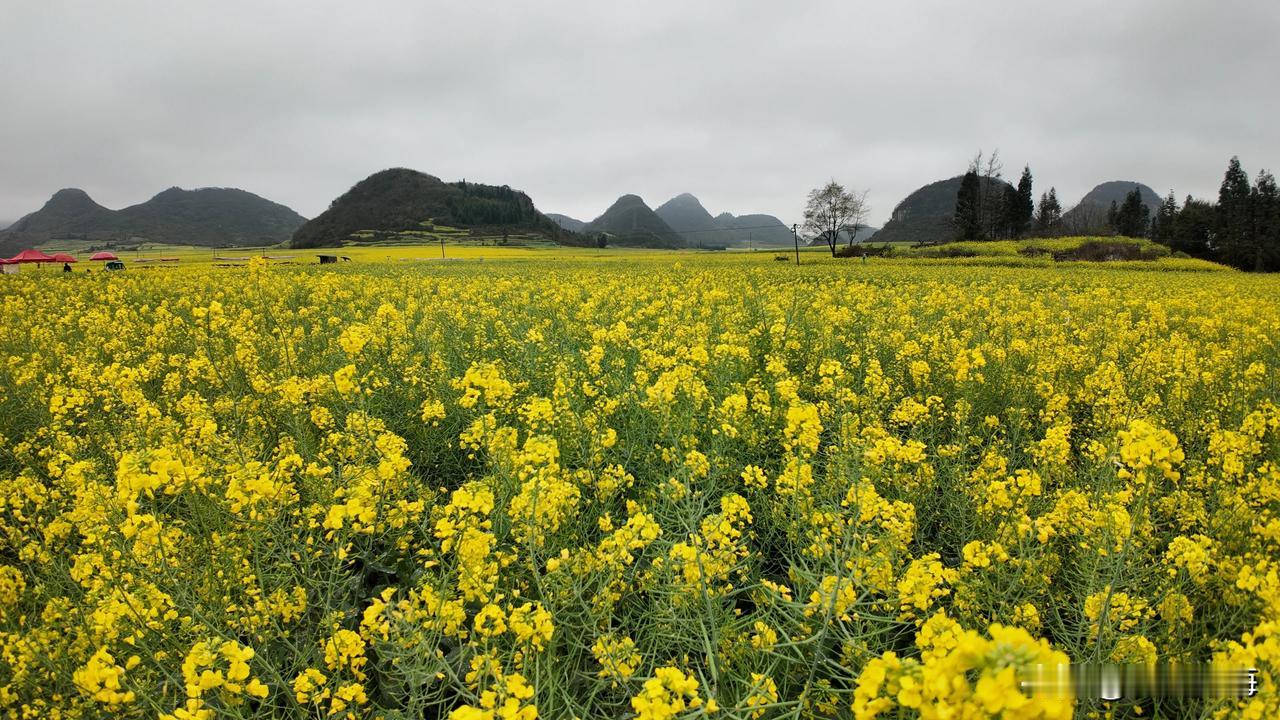 油菜花开，春意盎然，每年年初2月中旬到3月中旬罗平百万亩油菜花开，花香四溢，可以
