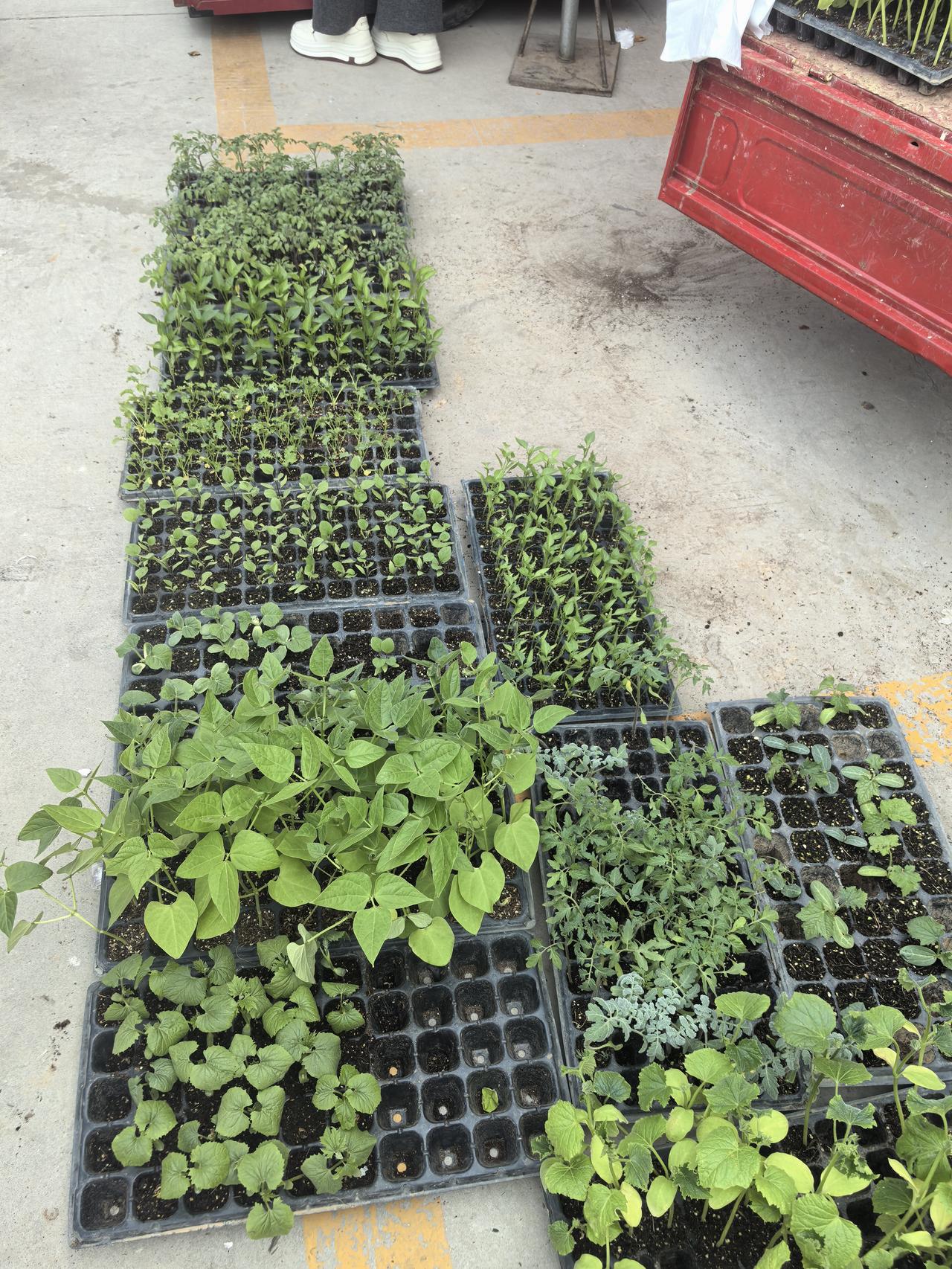 在晋南农村的集市上，各种菜苗应有尽有！
又到了一年之中播种的季节了……