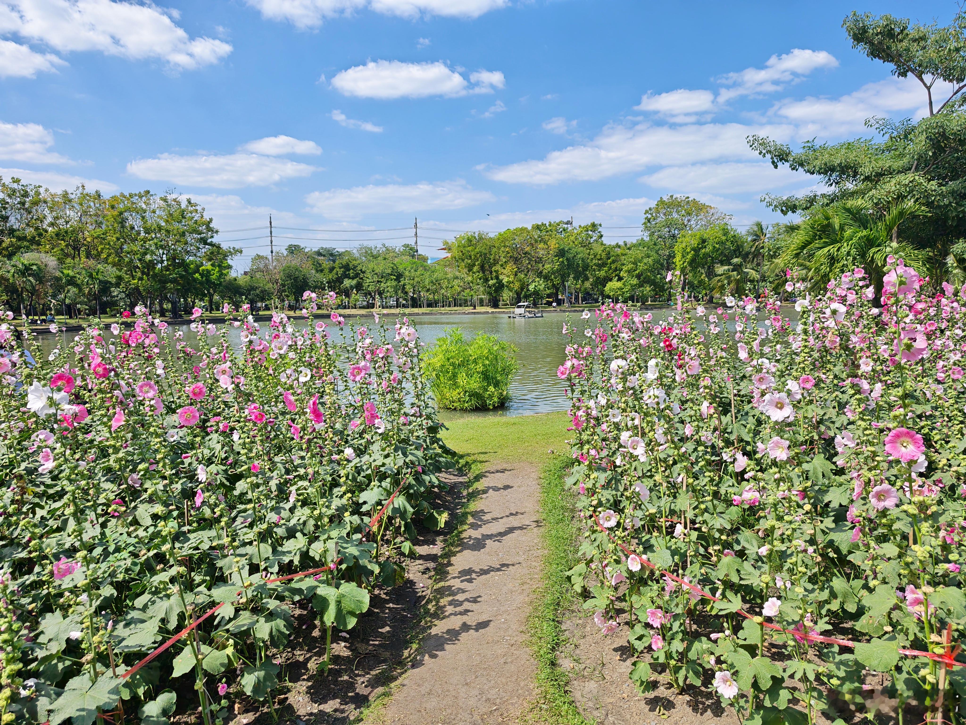 这个公园很出片 泰国·BangkokThailand