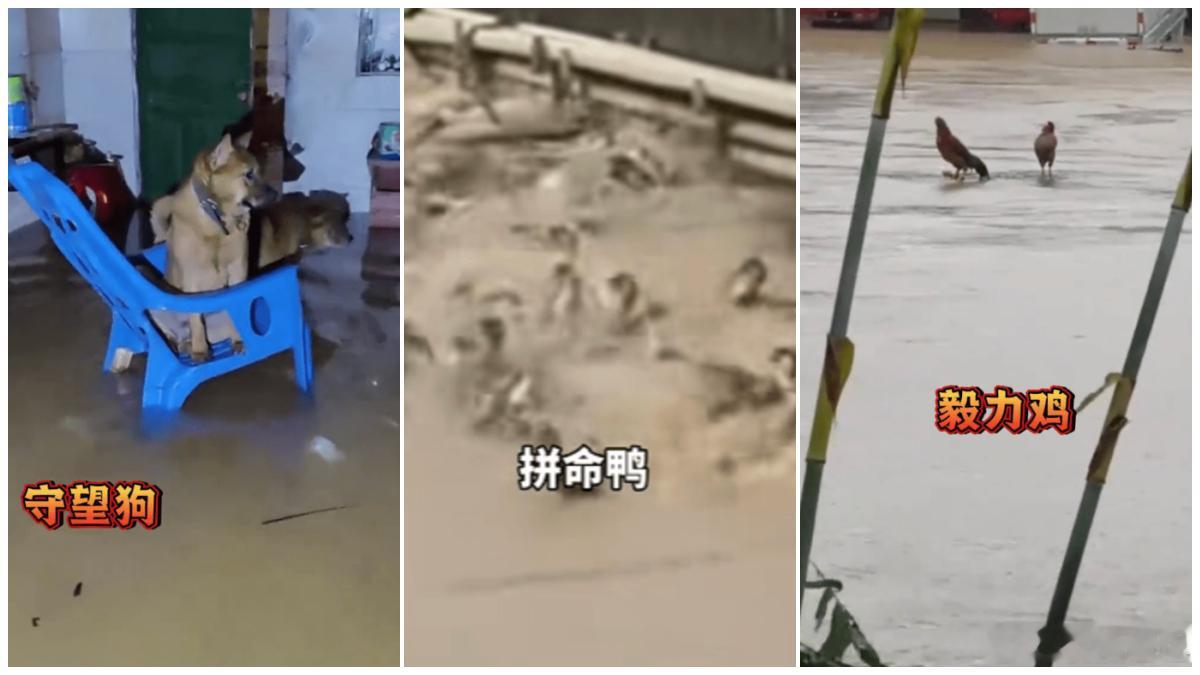 近期，广西多地洪水泛滥，贵港动物园水位一度暴涨至3米多深，园内上百只动物走失。此