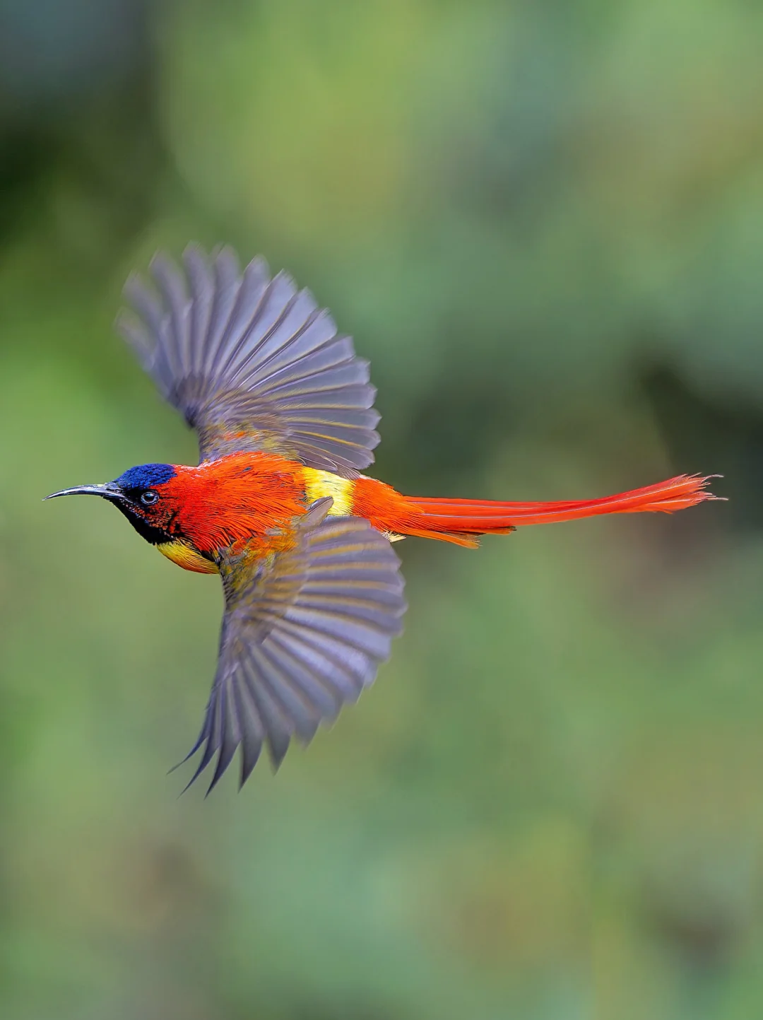 火尾太阳鸟每一帧都美到窒息！