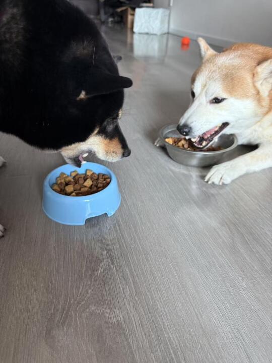 妈！我要做疯狂小狗的忠实狗丝！