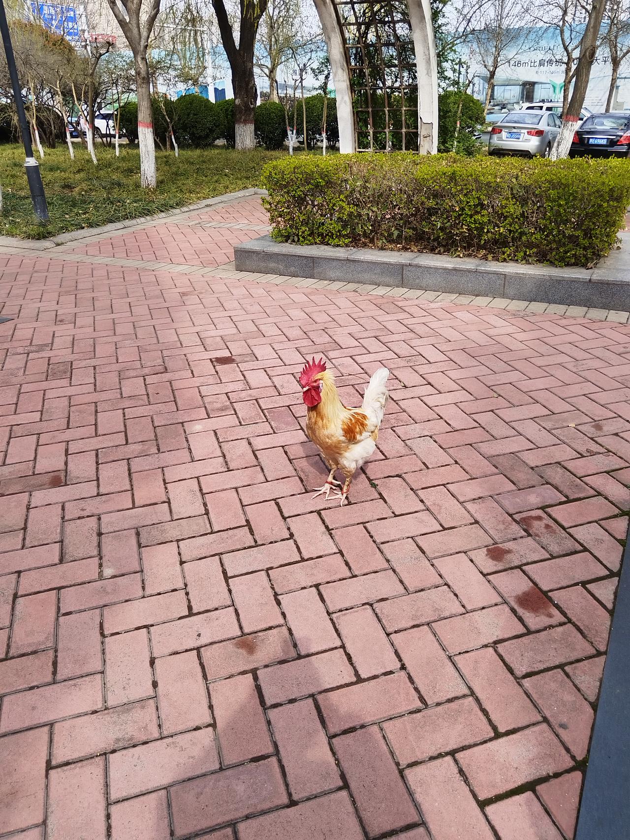大公鸡
有懂的吗
这个公鸡🐓脚丫子值多少钱
看到网上这几年很多收多年养的老公鸡