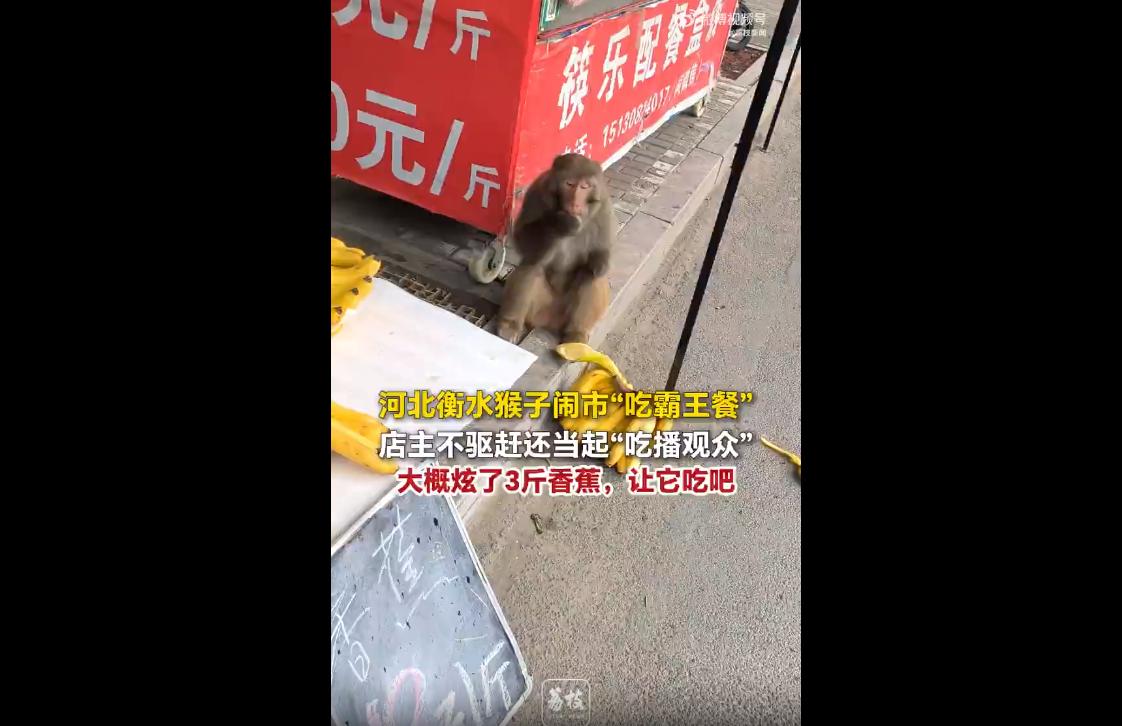 2026年6月13日，河北衡水一只残疾猕猴闯入闹市区水果店，半小时内狂吃3斤香蕉